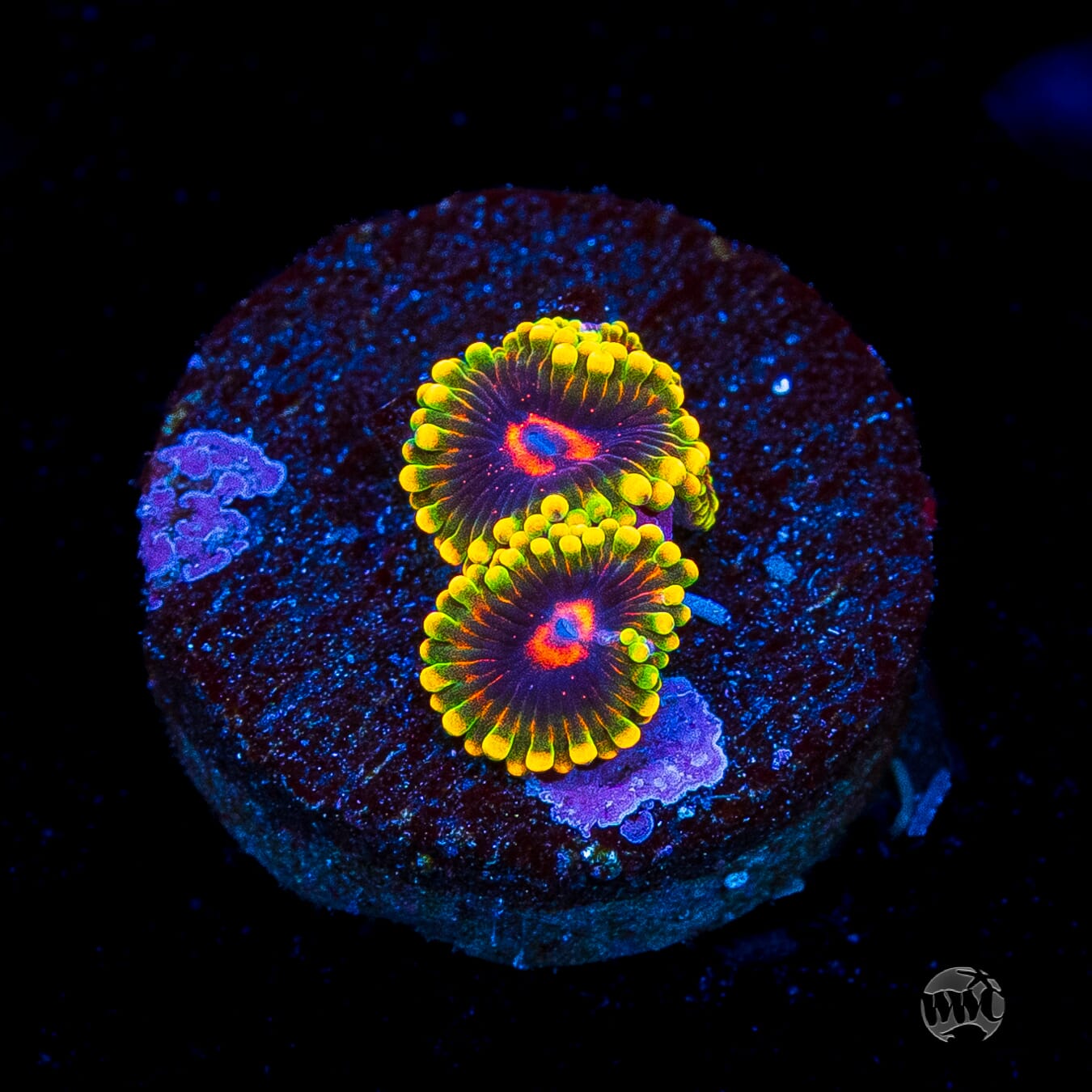 Mind Trick Zoanthids