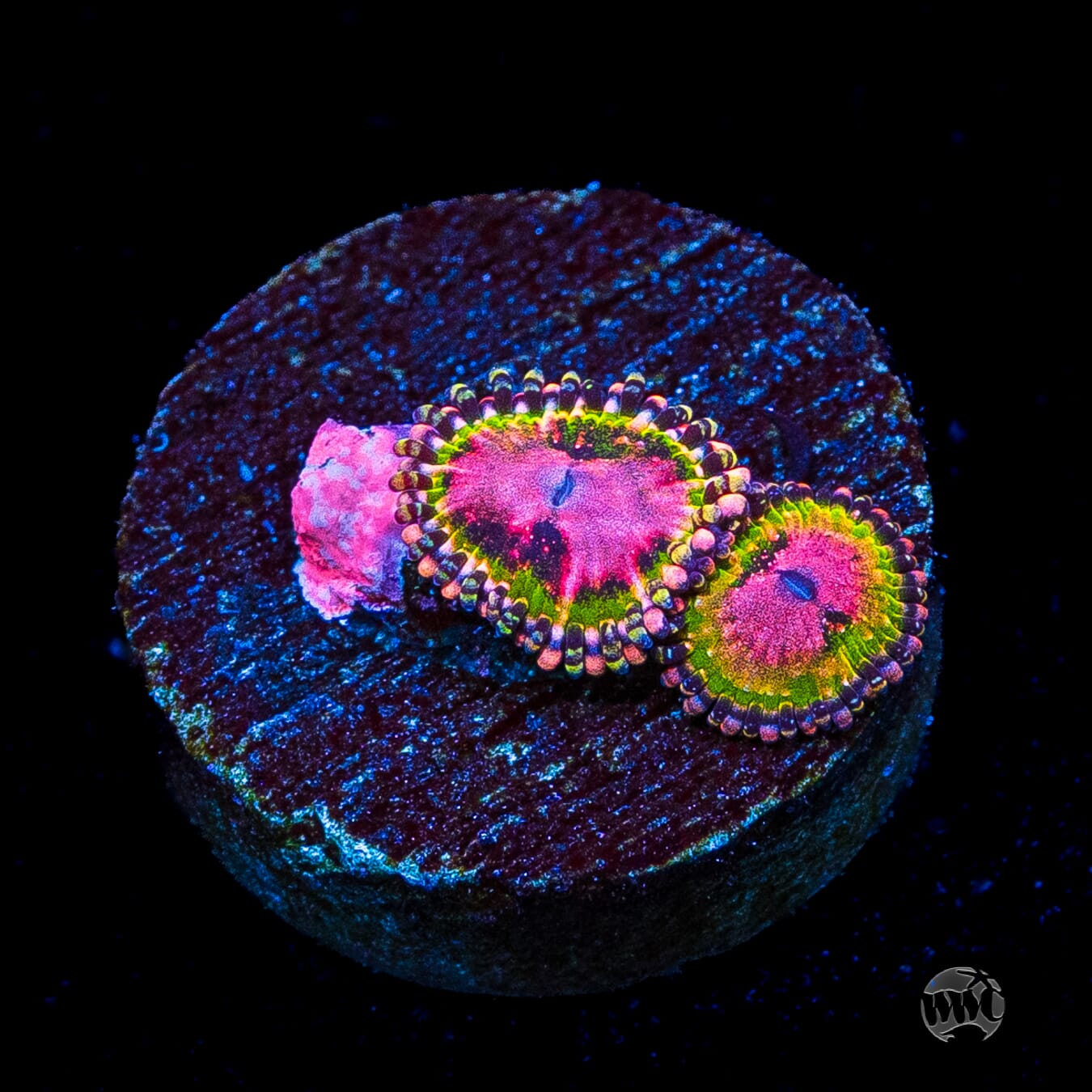 WWC Pink Krakatoa Zoanthids
