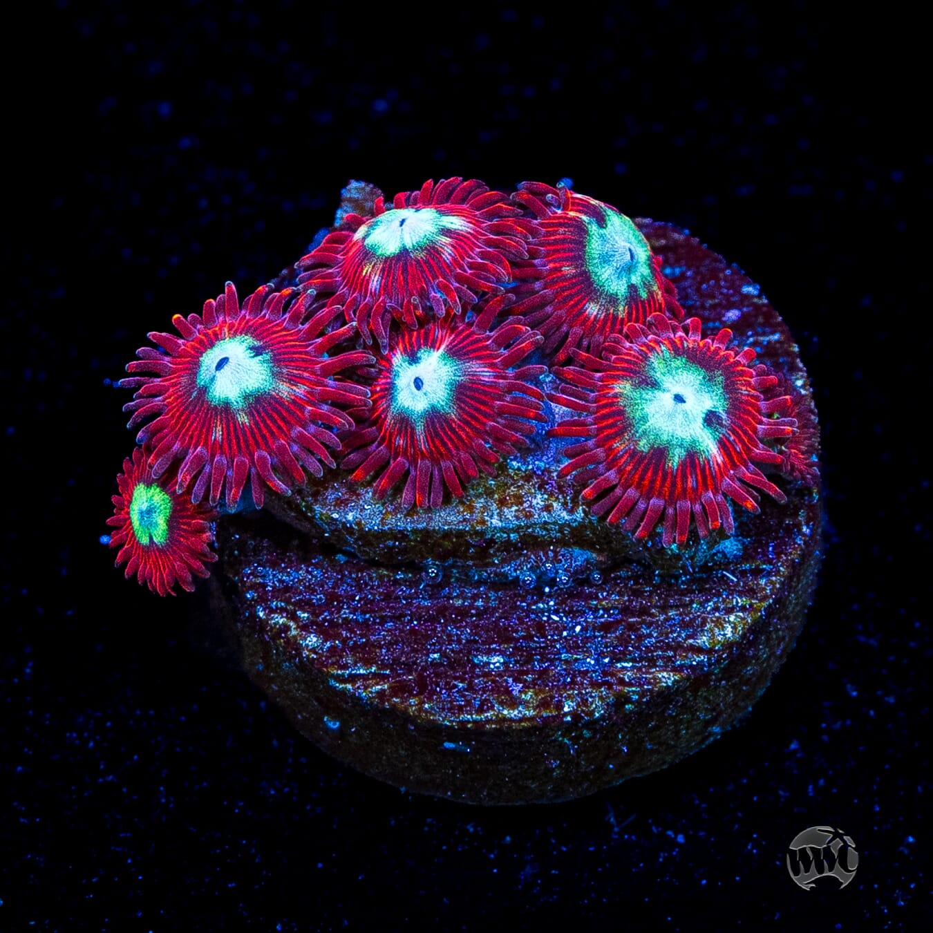 WWC Bloodlust Zoanthids