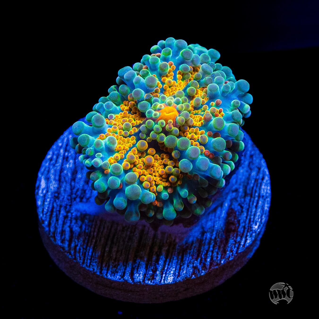 Tropical Sunrise Yuma Mushroom