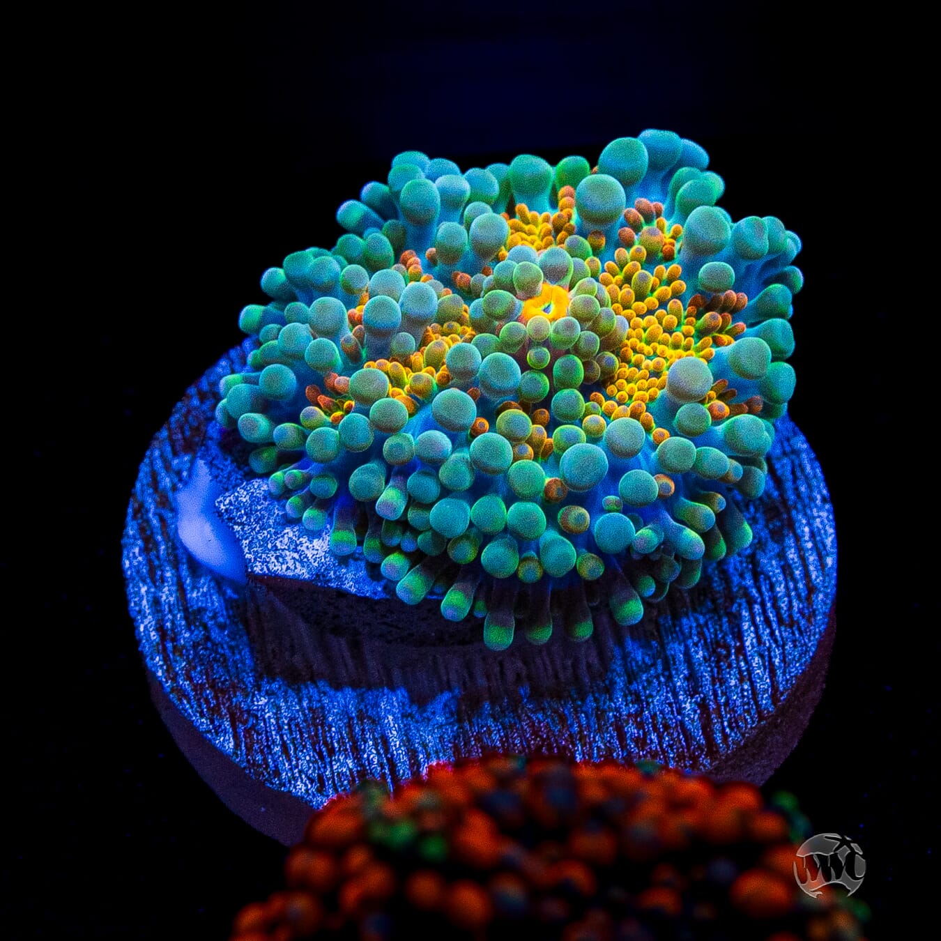 Tropical Sunrise Yuma Mushroom