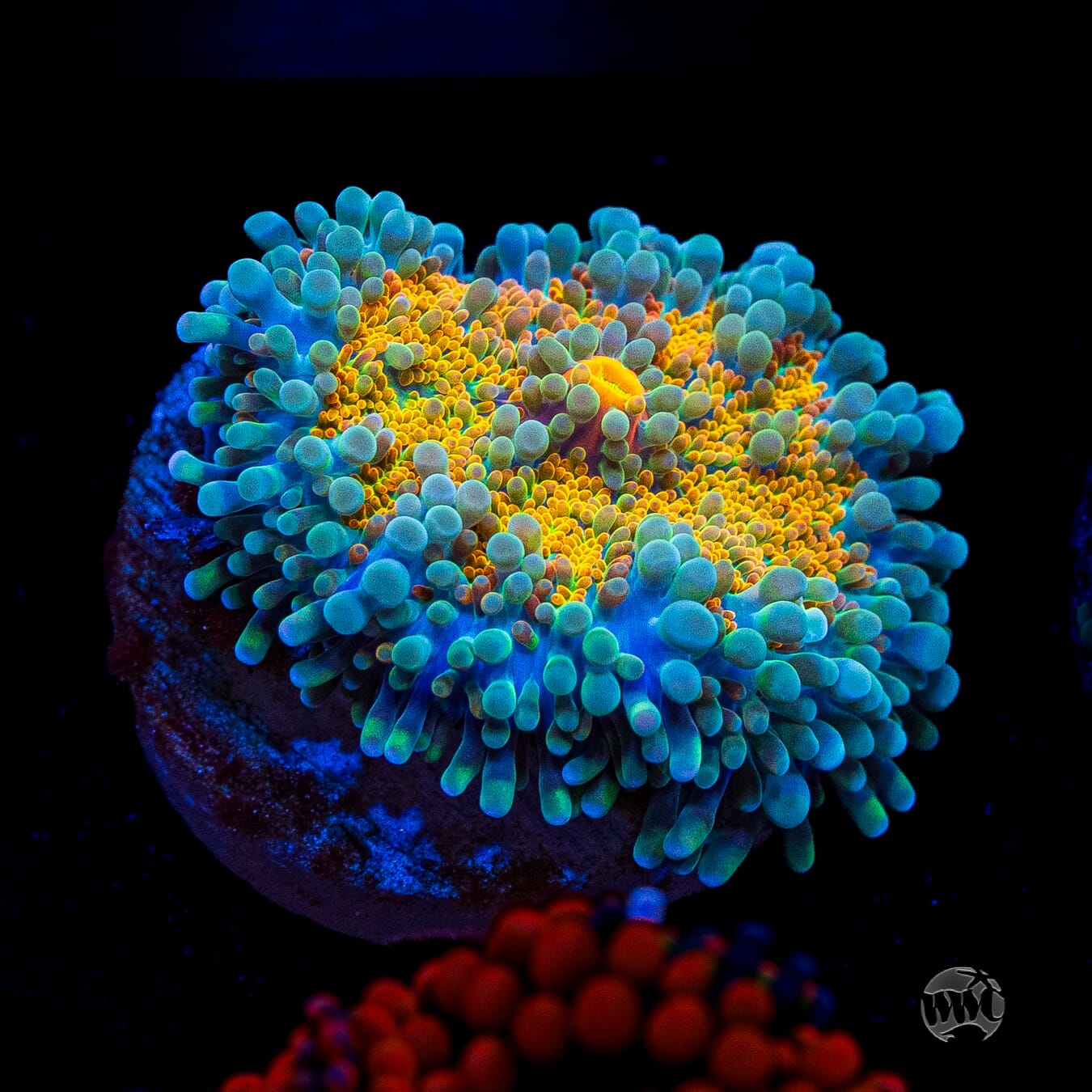 Tropical Sunrise Yuma Mushroom