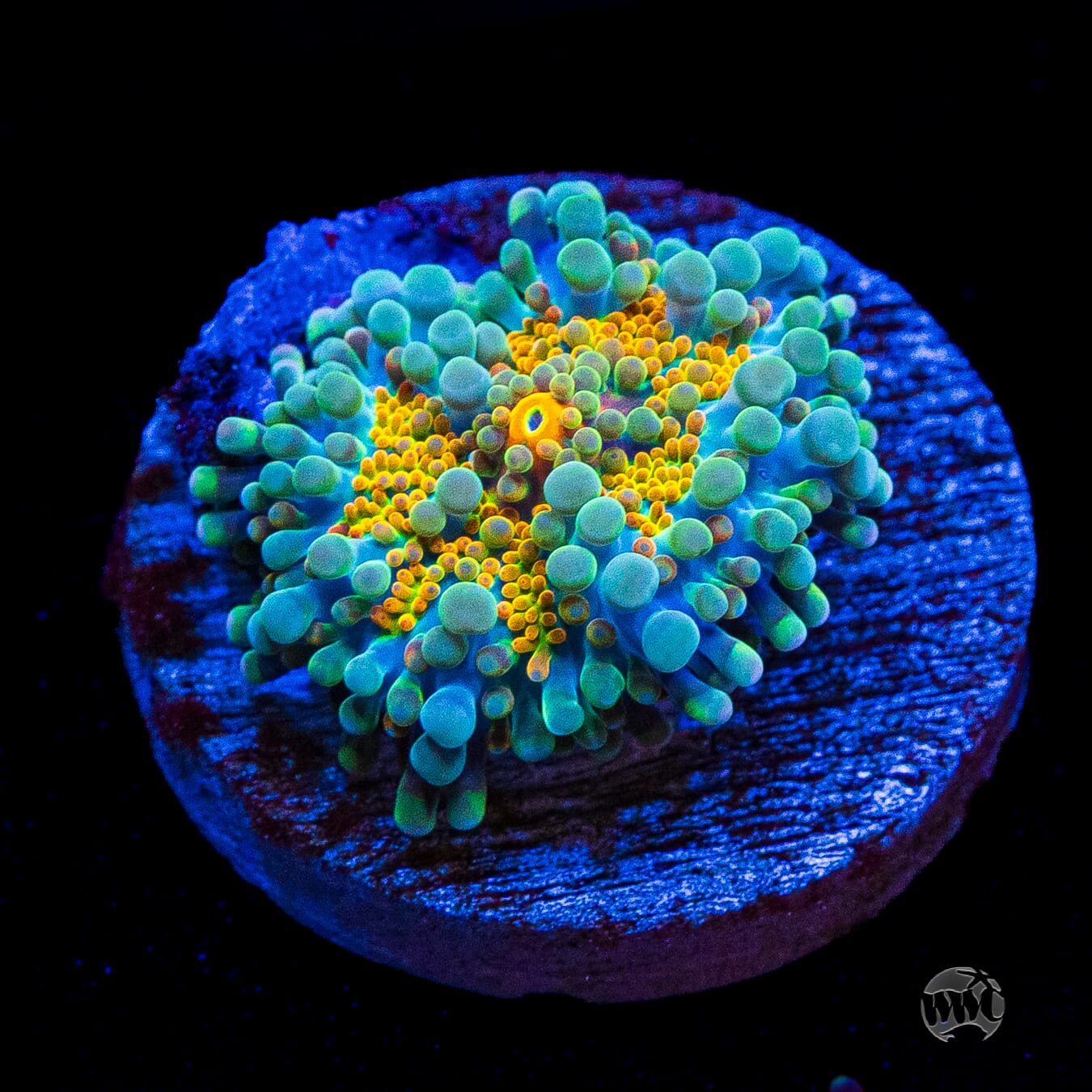 Tropical Sunrise Yuma Mushroom
