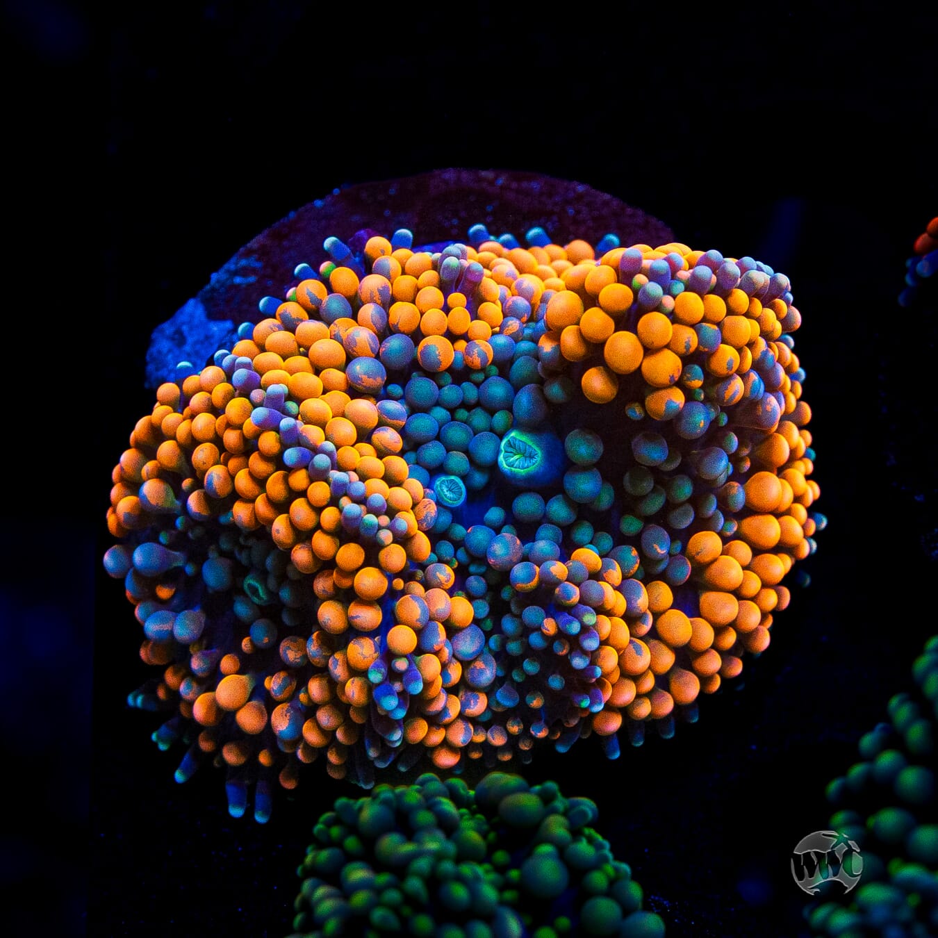 Citrus Cooler Ricordea Mushroom