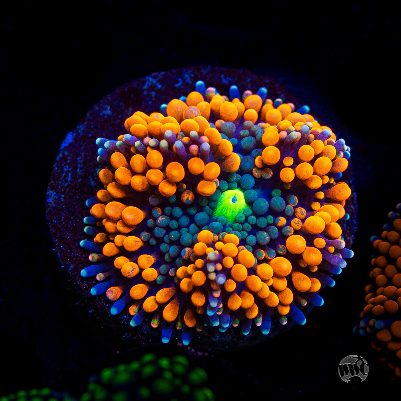 Citrus Cooler Ricordea Mushroom