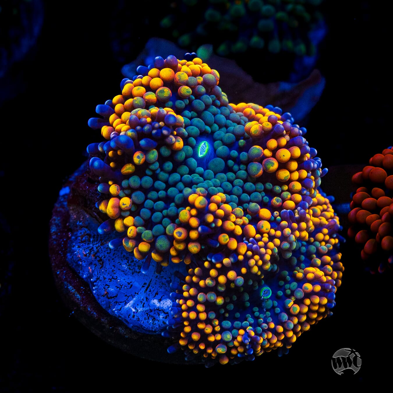 Citrus Cooler Ricordea Mushroom