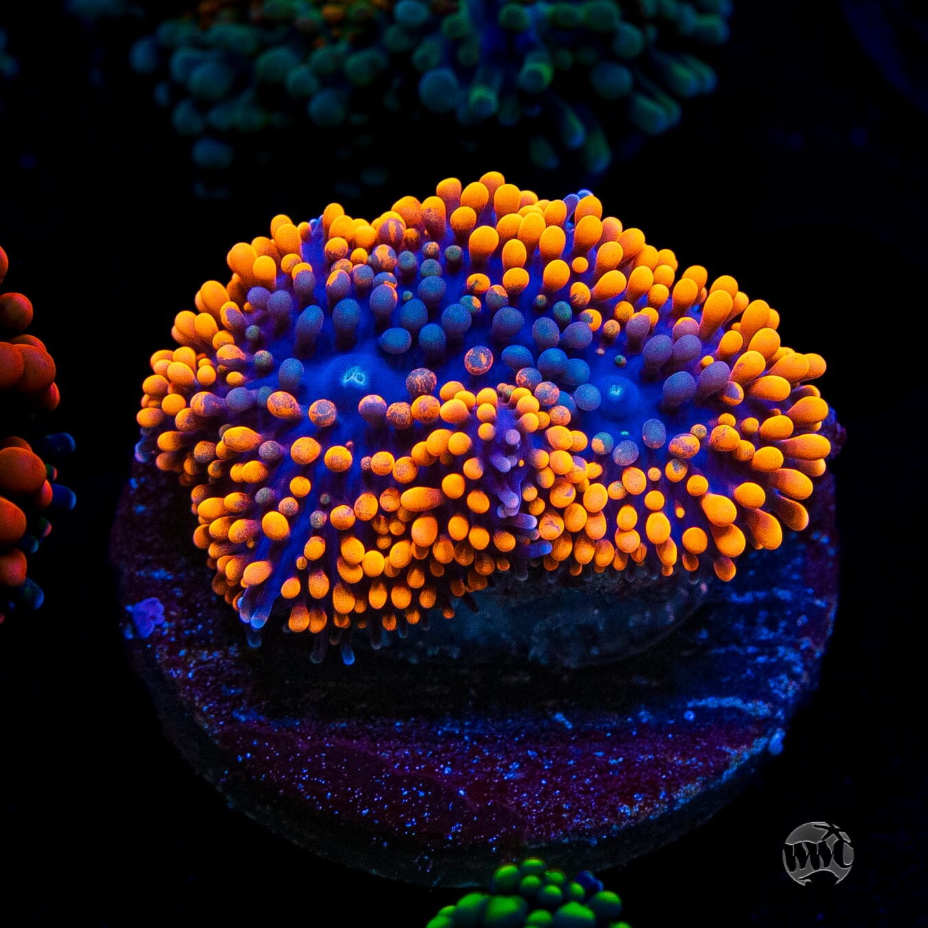 Citrus Cooler Ricordea Mushroom