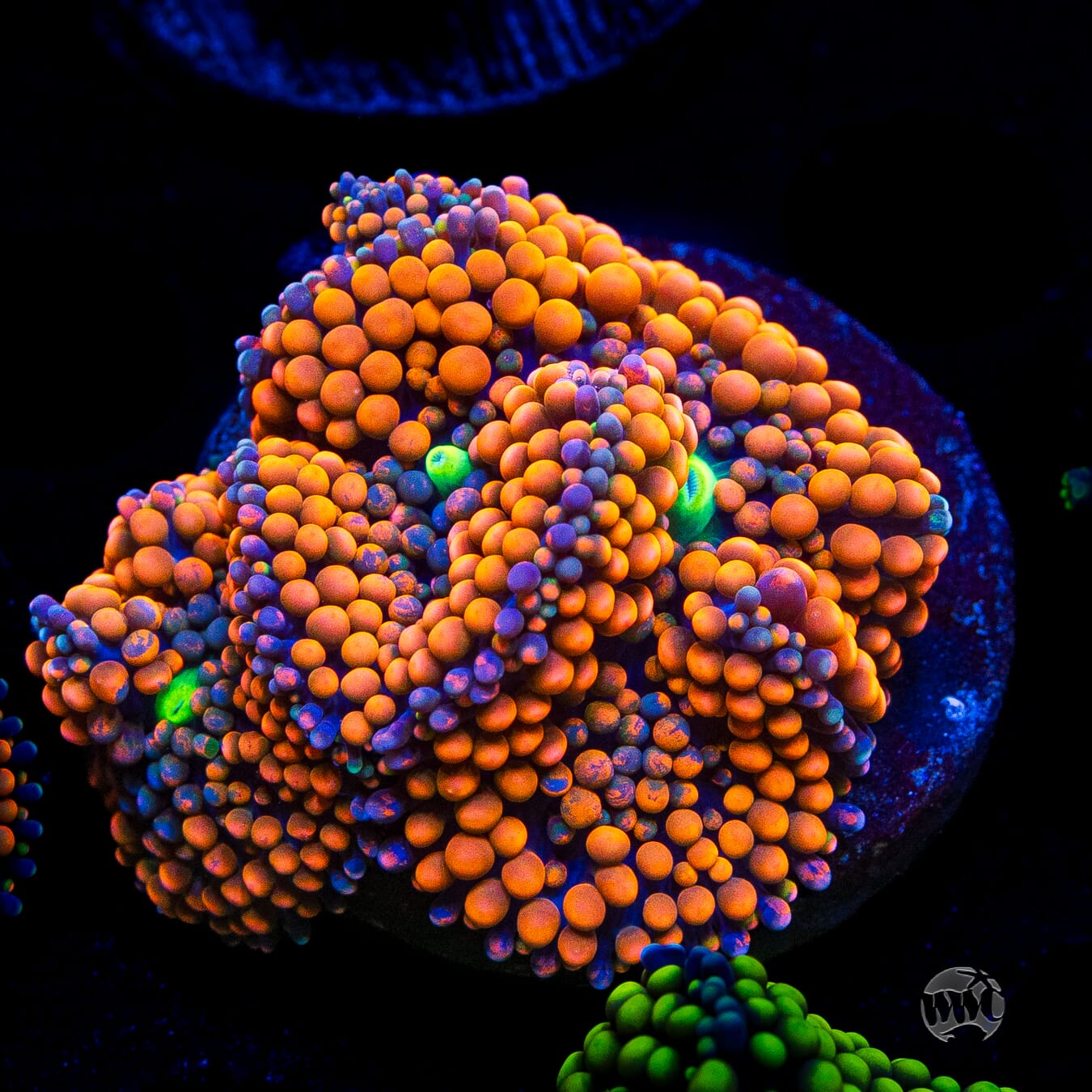 Rainbow Rim Ricordea Mushroom