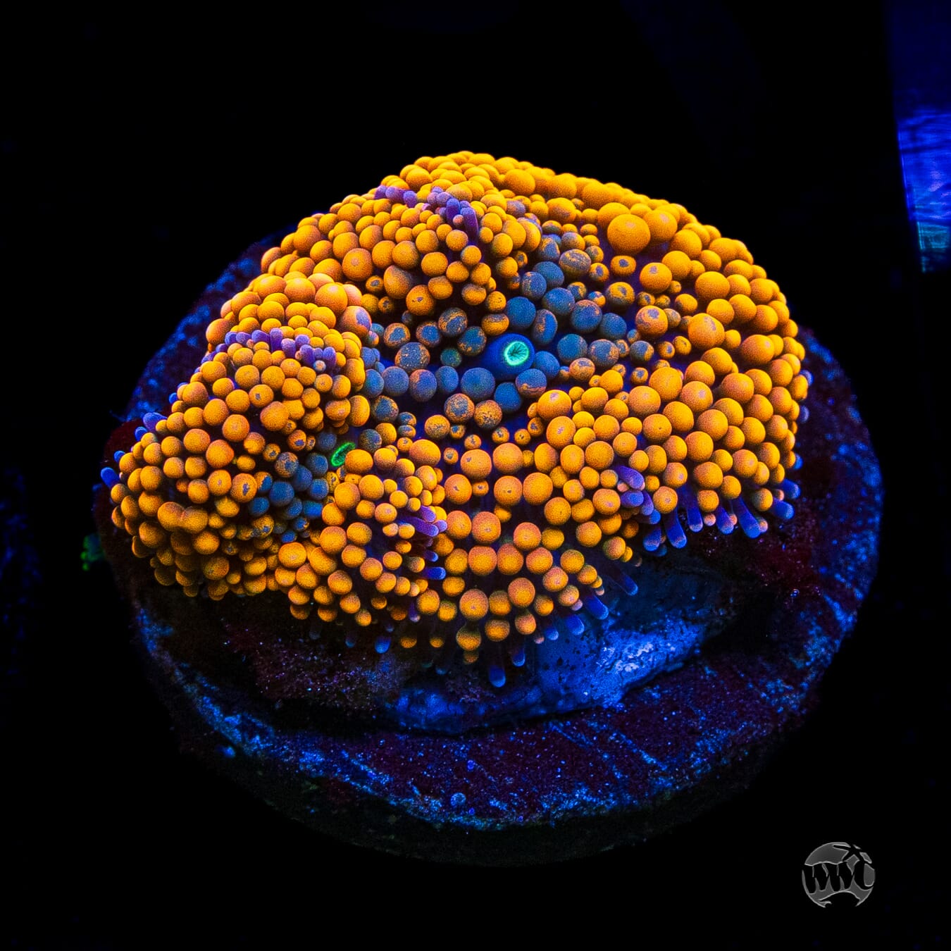 Blueberries and Oranges Ricordea Mushroom