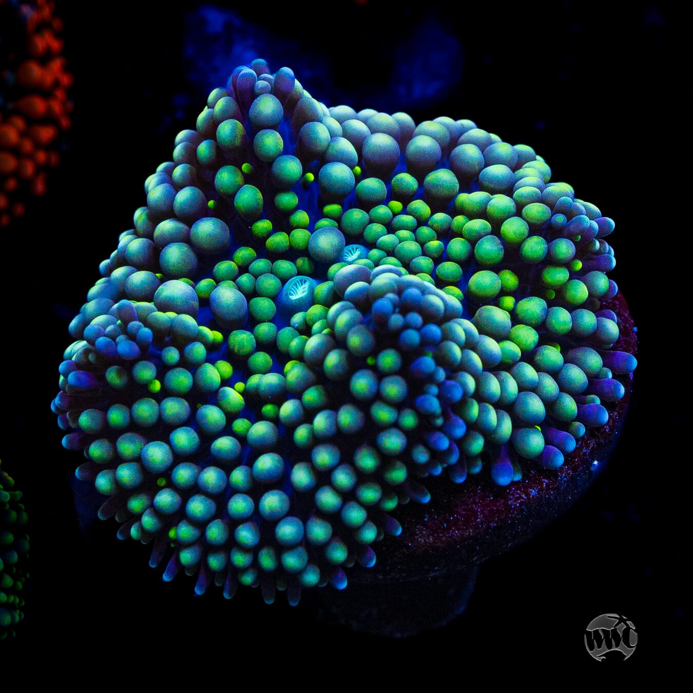 Sour Twist Ricordea Mushroom
