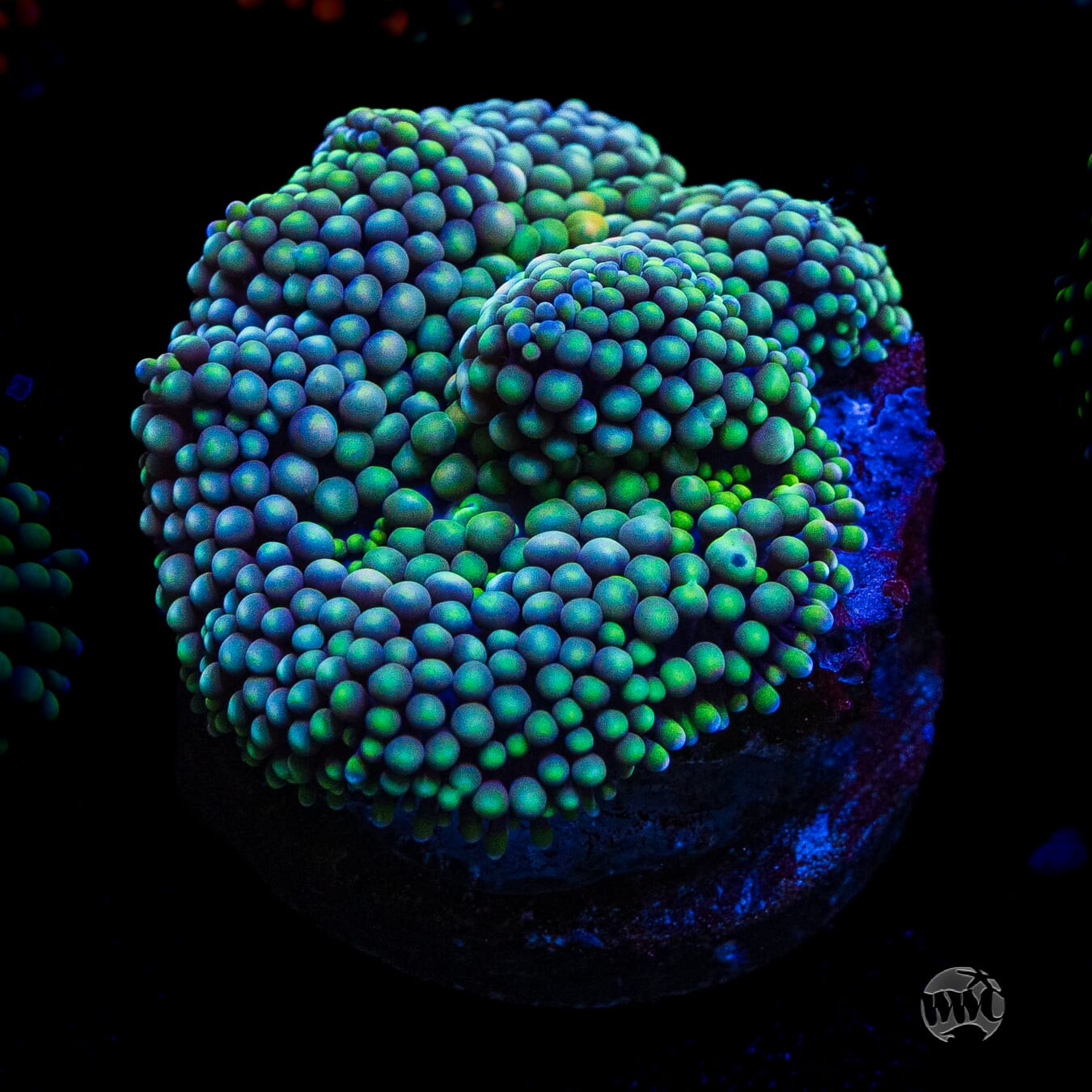 Sour Twist Ricordea Mushroom