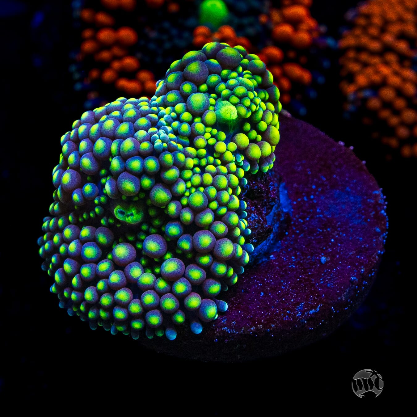 Nuclear Neon Ricordea Mushroom
