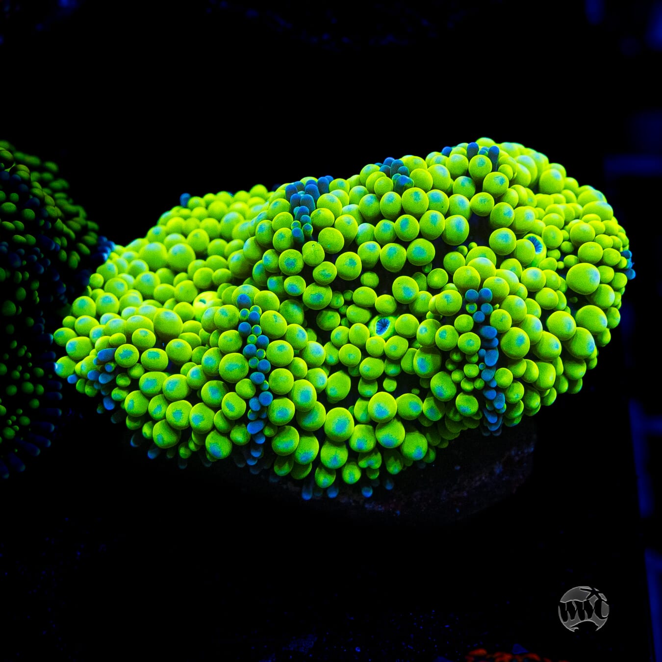 Nuclear Neon Ricordea Mushroom