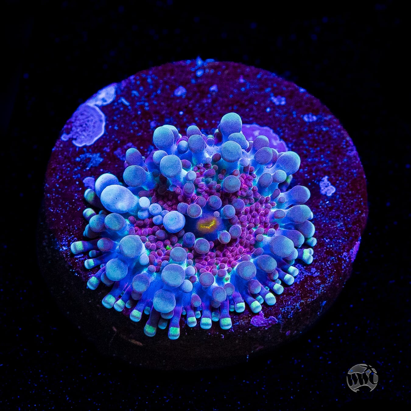 Frosted Nurple Yuma Mushroom