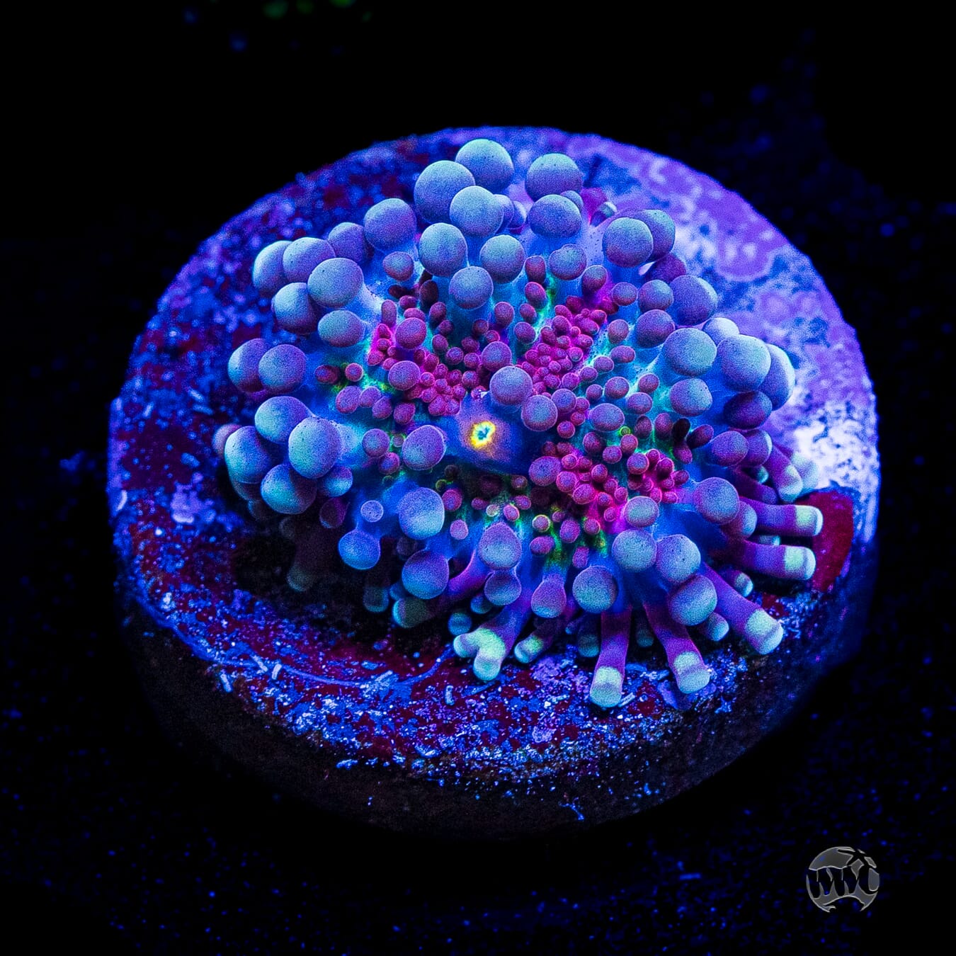 Frosted Nurple Yuma Mushroom