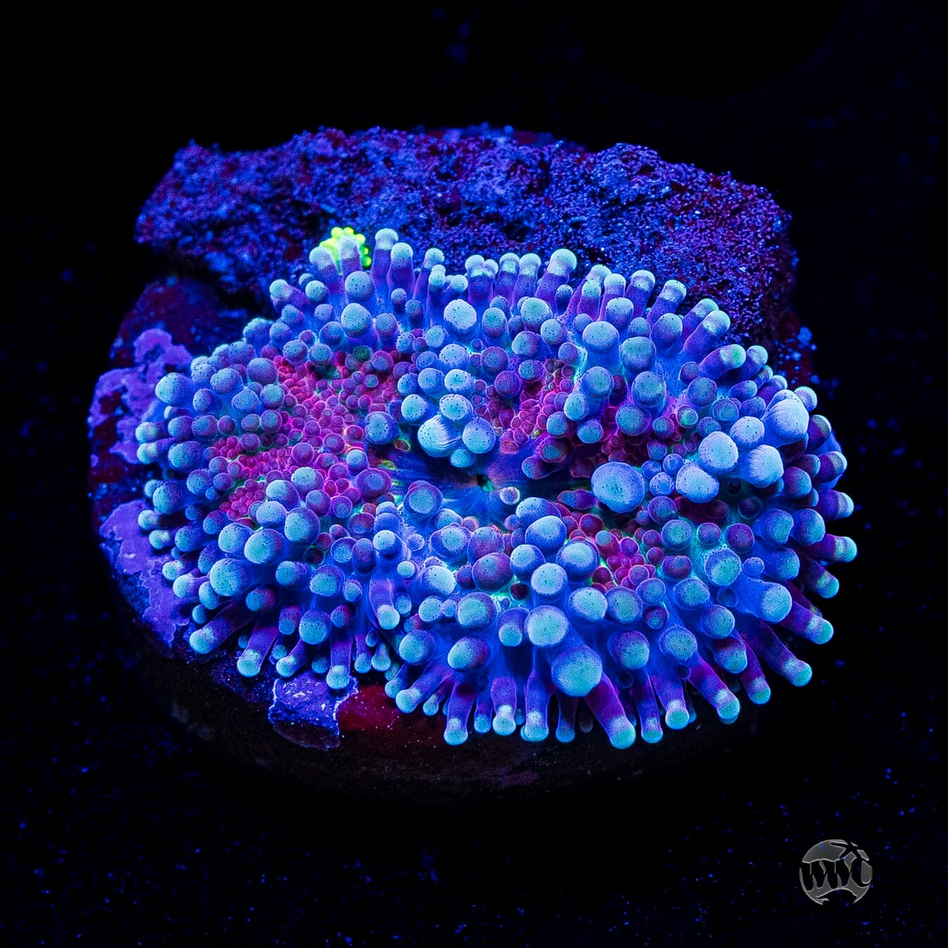 Frosted Nurple Yuma Mushroom