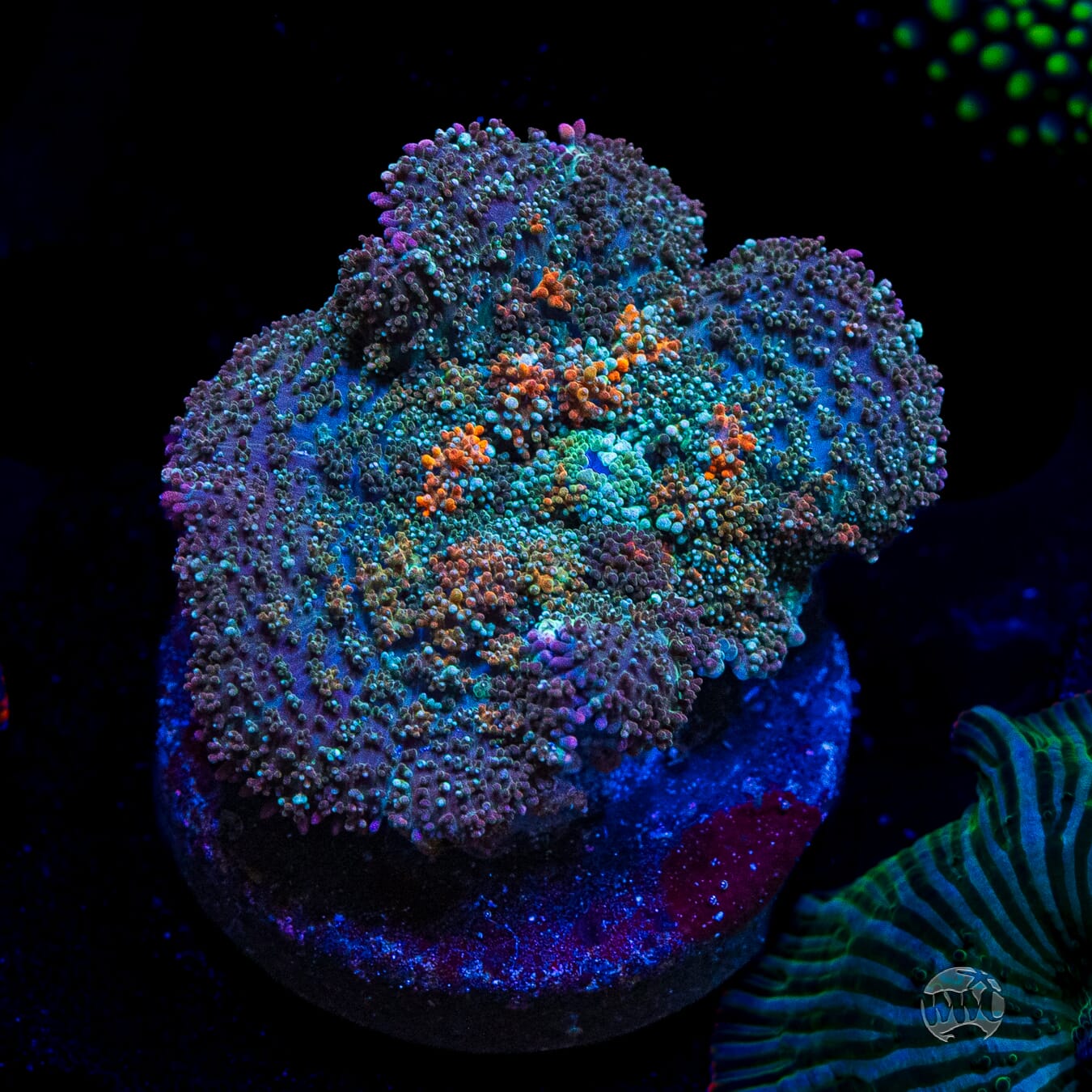 Frozen Fury Carpet Rhodactis Muhroom