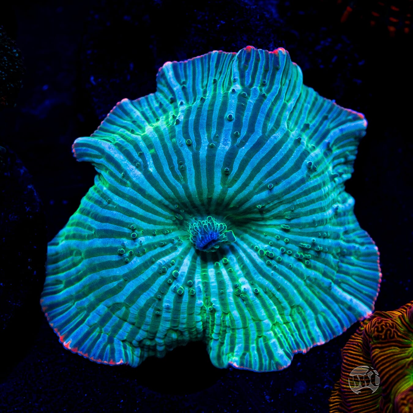 Teal Zebra Disco Mushroom