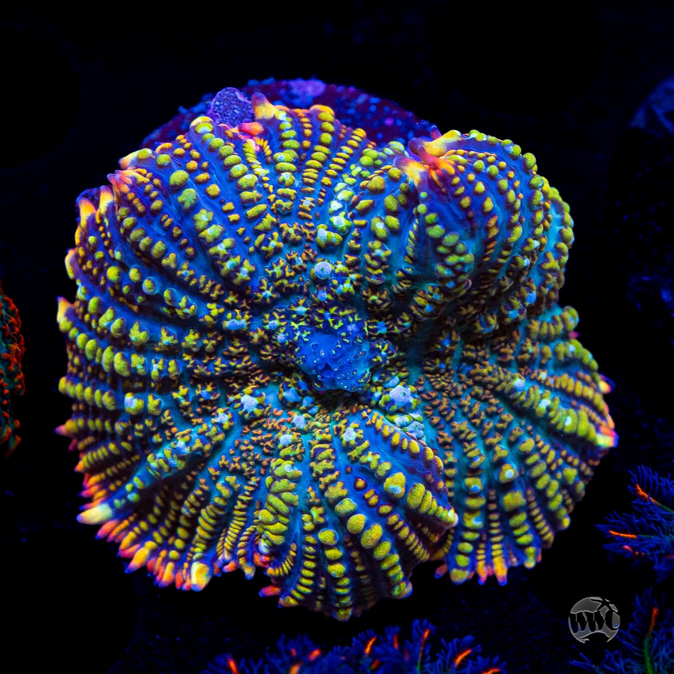 WWC Defibrilator Rhodactis Mushroom