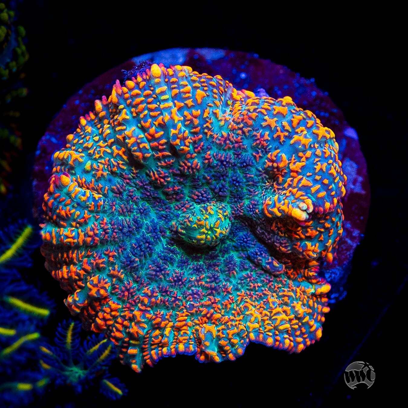 Maui Sunrise Rhodactis Mushroom