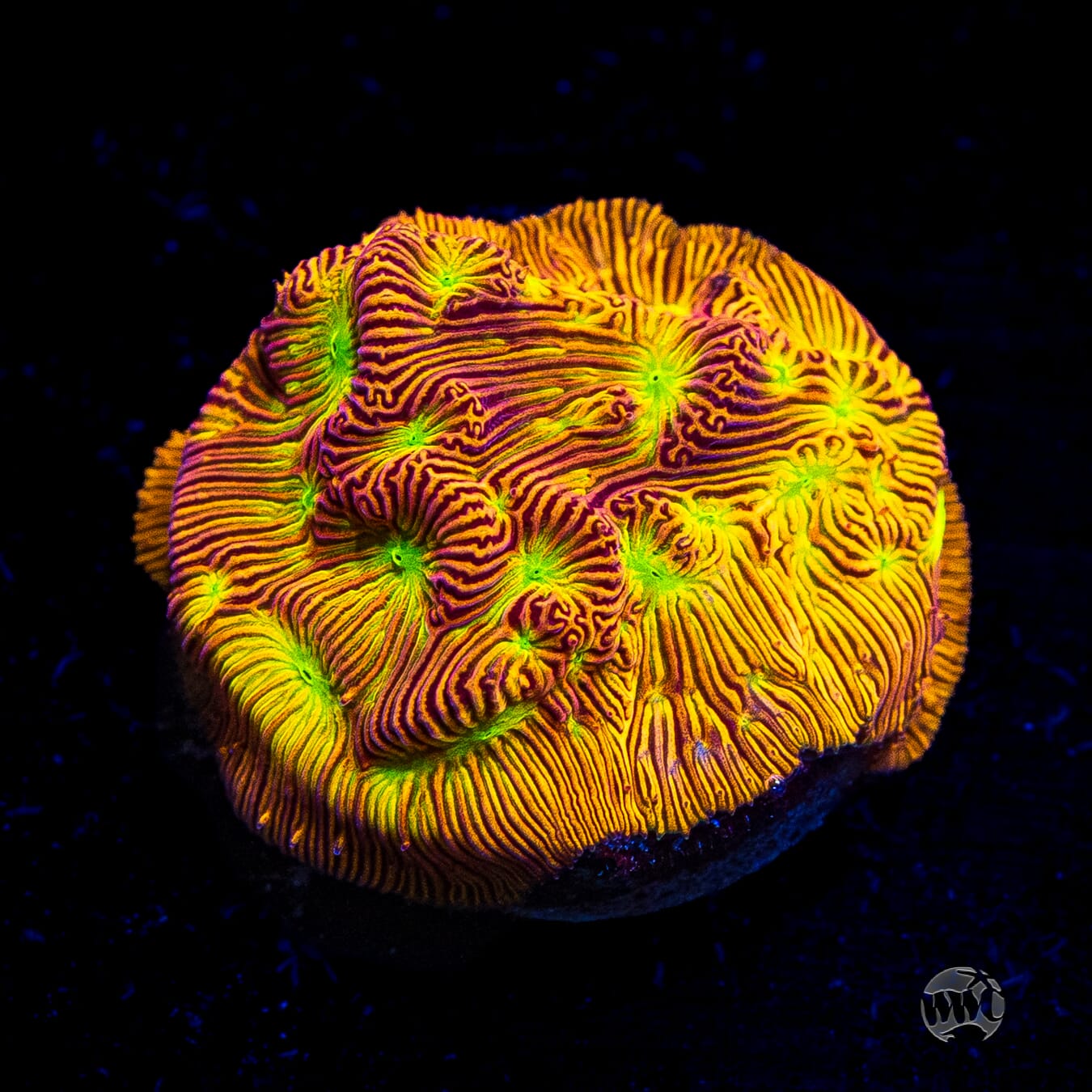 Jason Fox Jack-O-Lantern Leptoseris