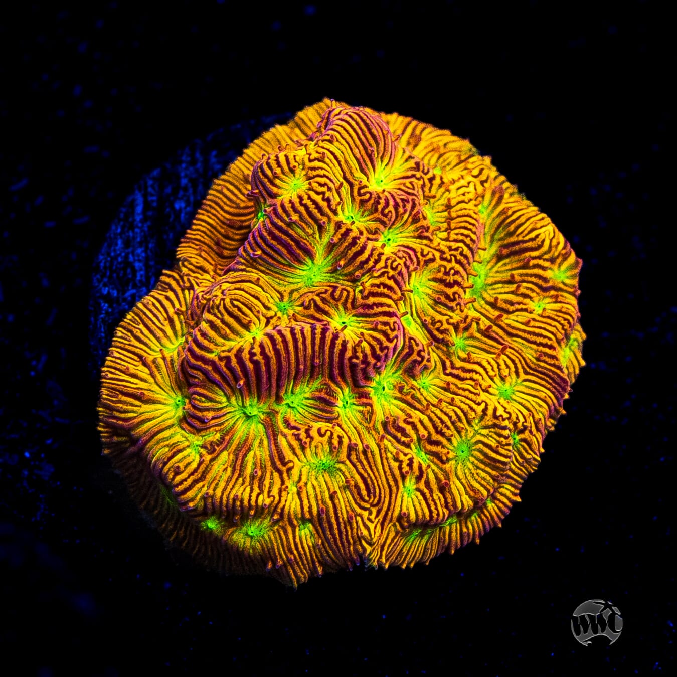 Jason Fox Jack-O-Lantern Leptoseris