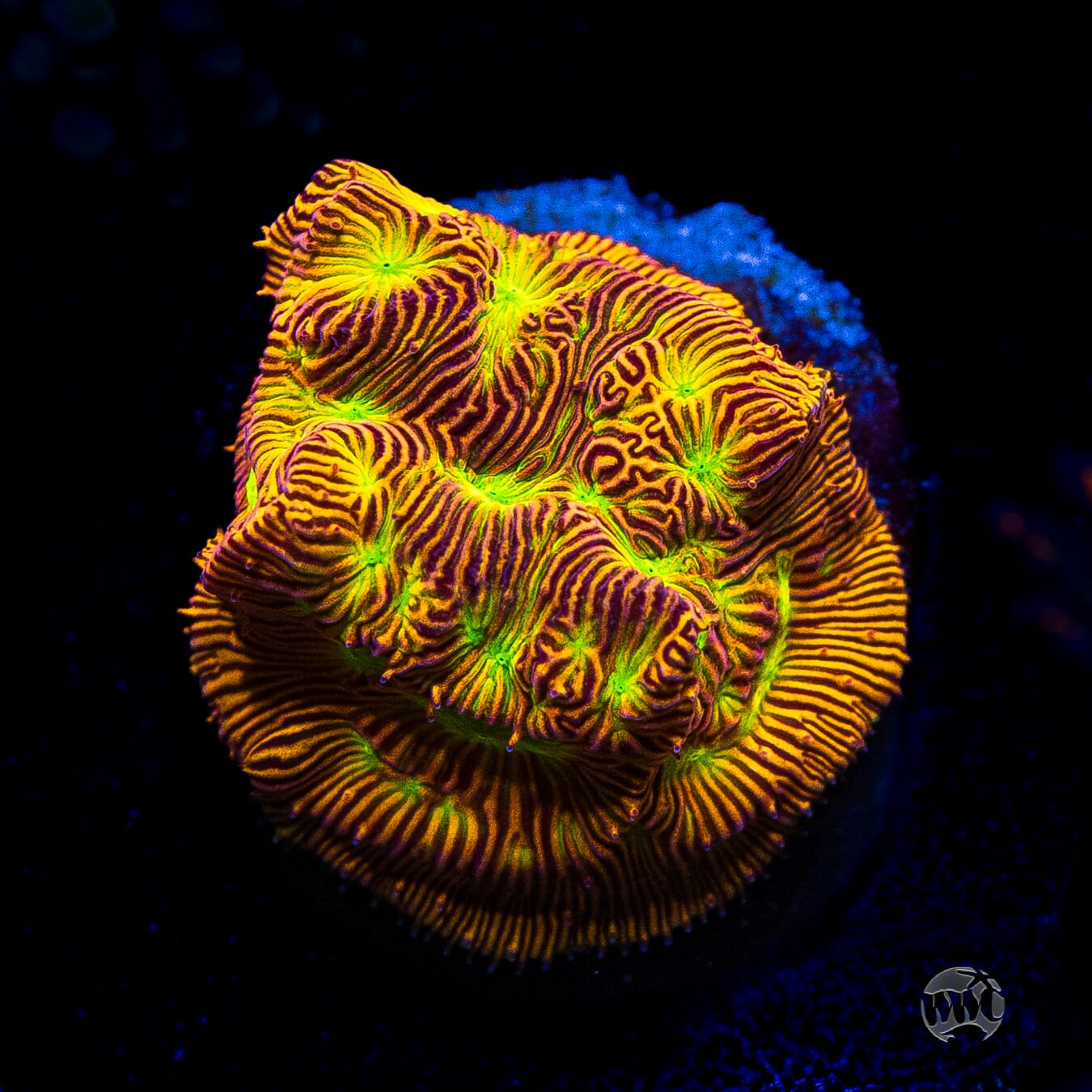 Jason Fox Jack-O-Lantern Leptoseris