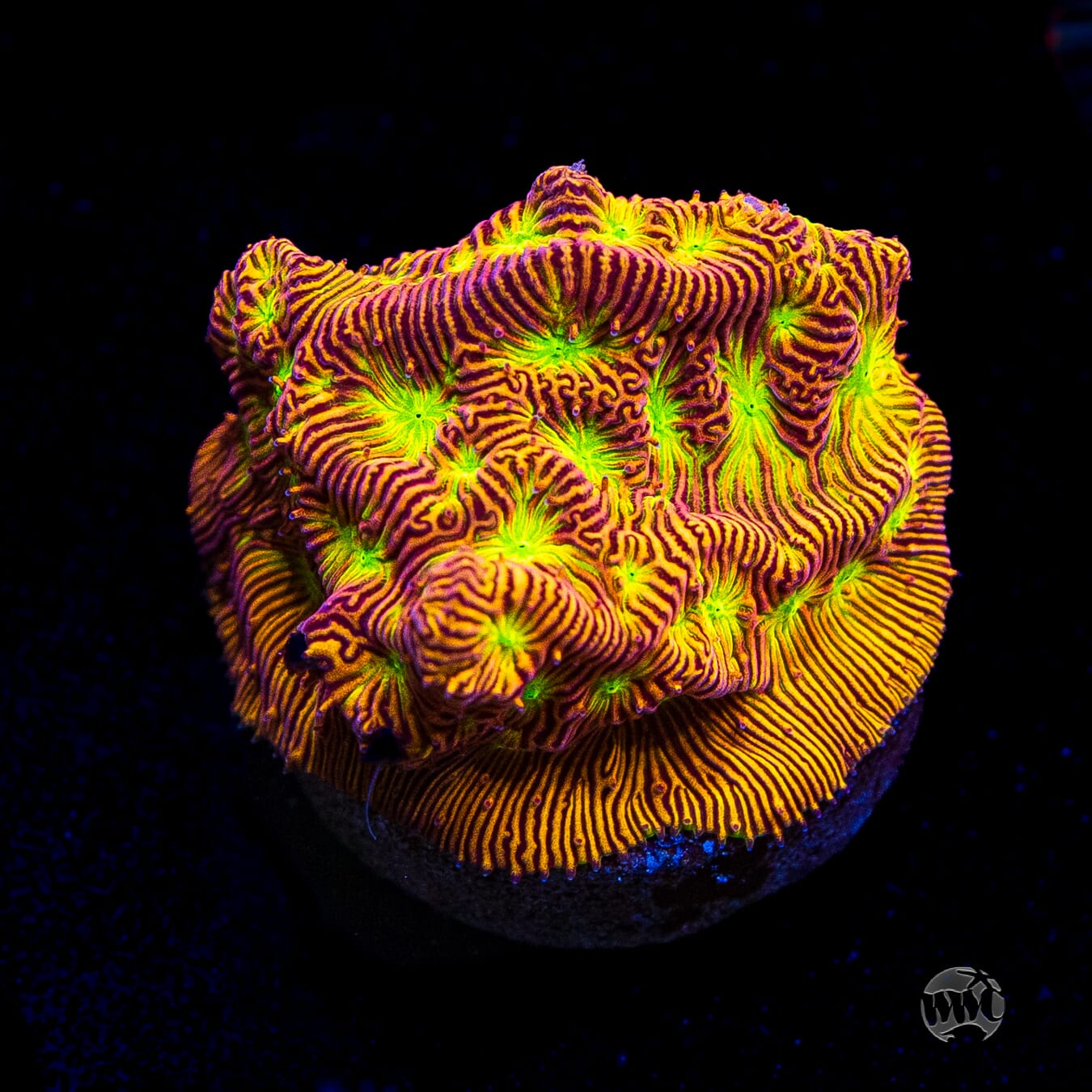 Jason Fox Jack-O-Lantern Leptoseris