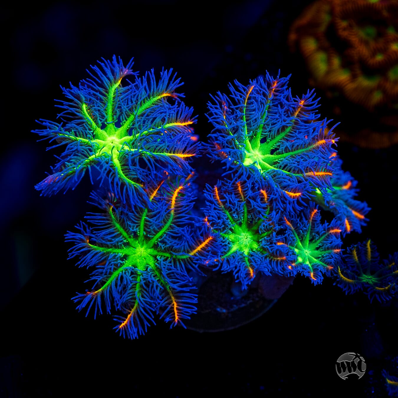 WWC High Voltage Clove Polyps