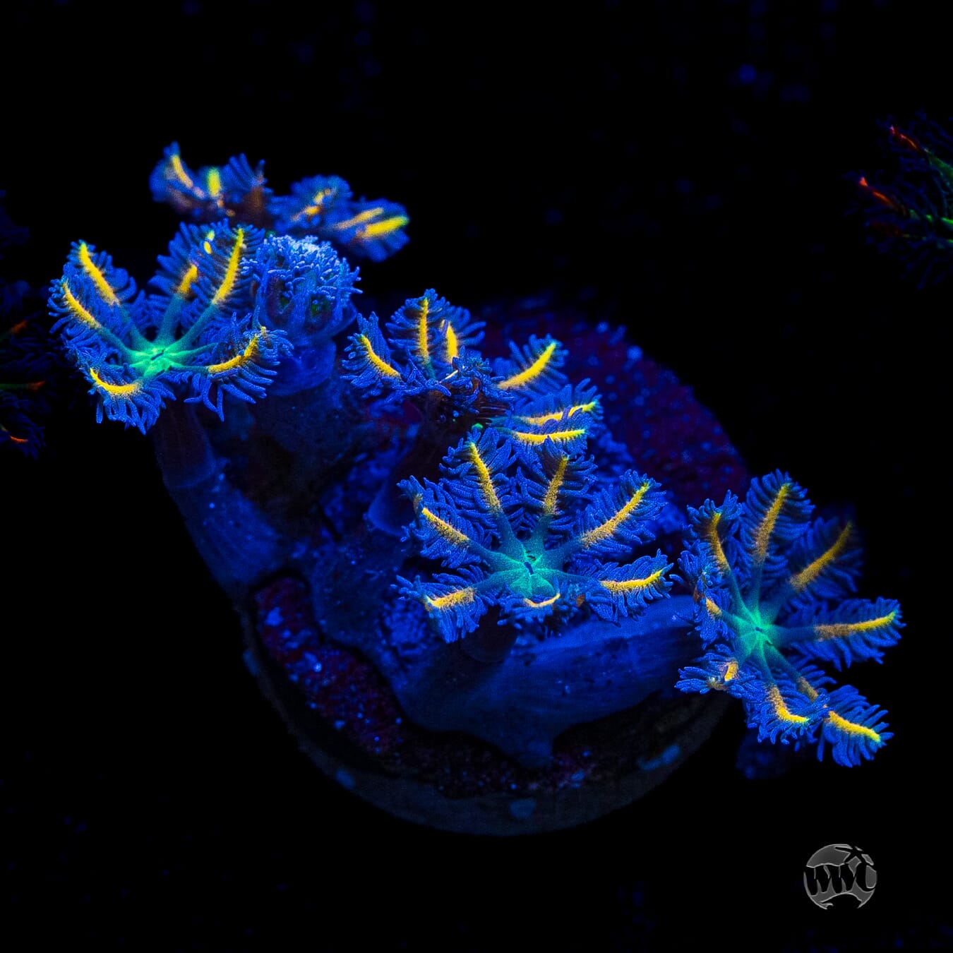 Flame Tipped Clove Polyps