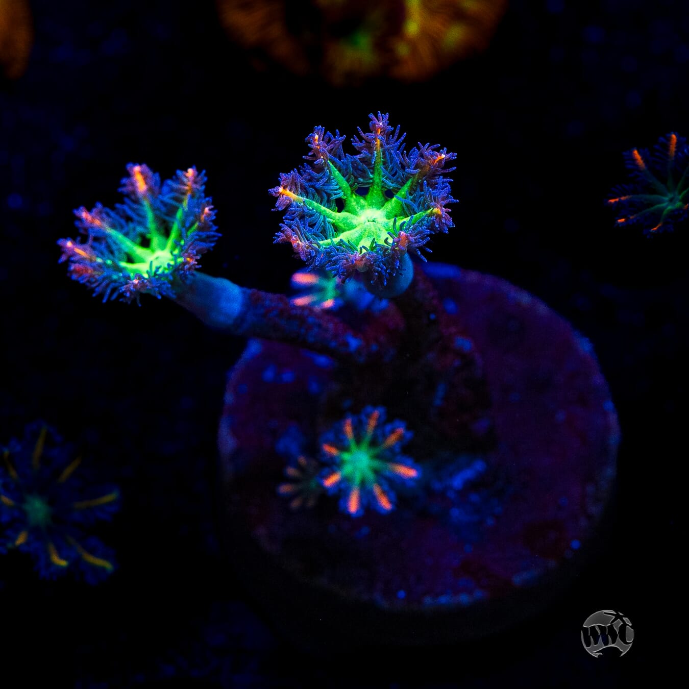 WWC Firework Clove Polyps