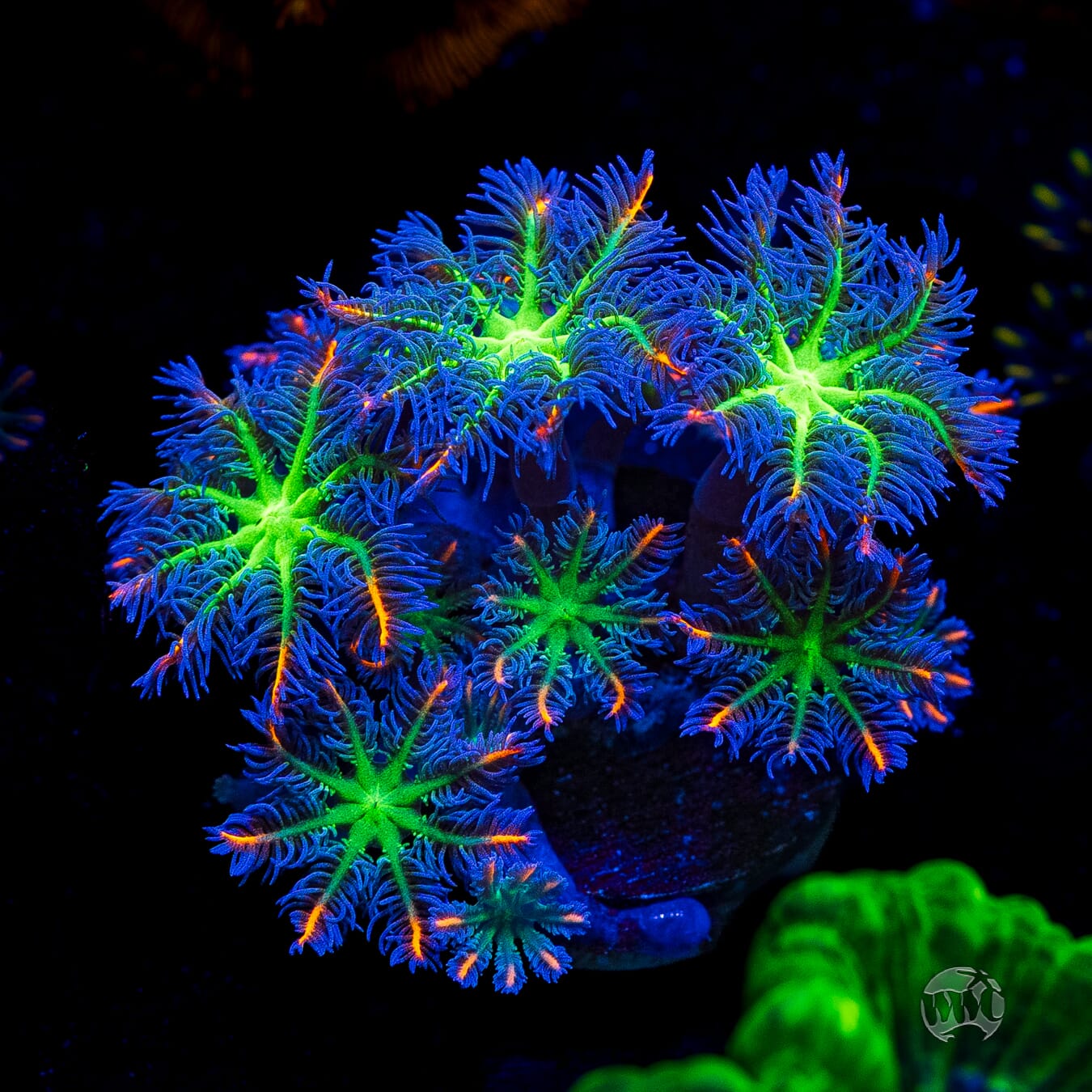 WWC High Voltage Clove Polyps