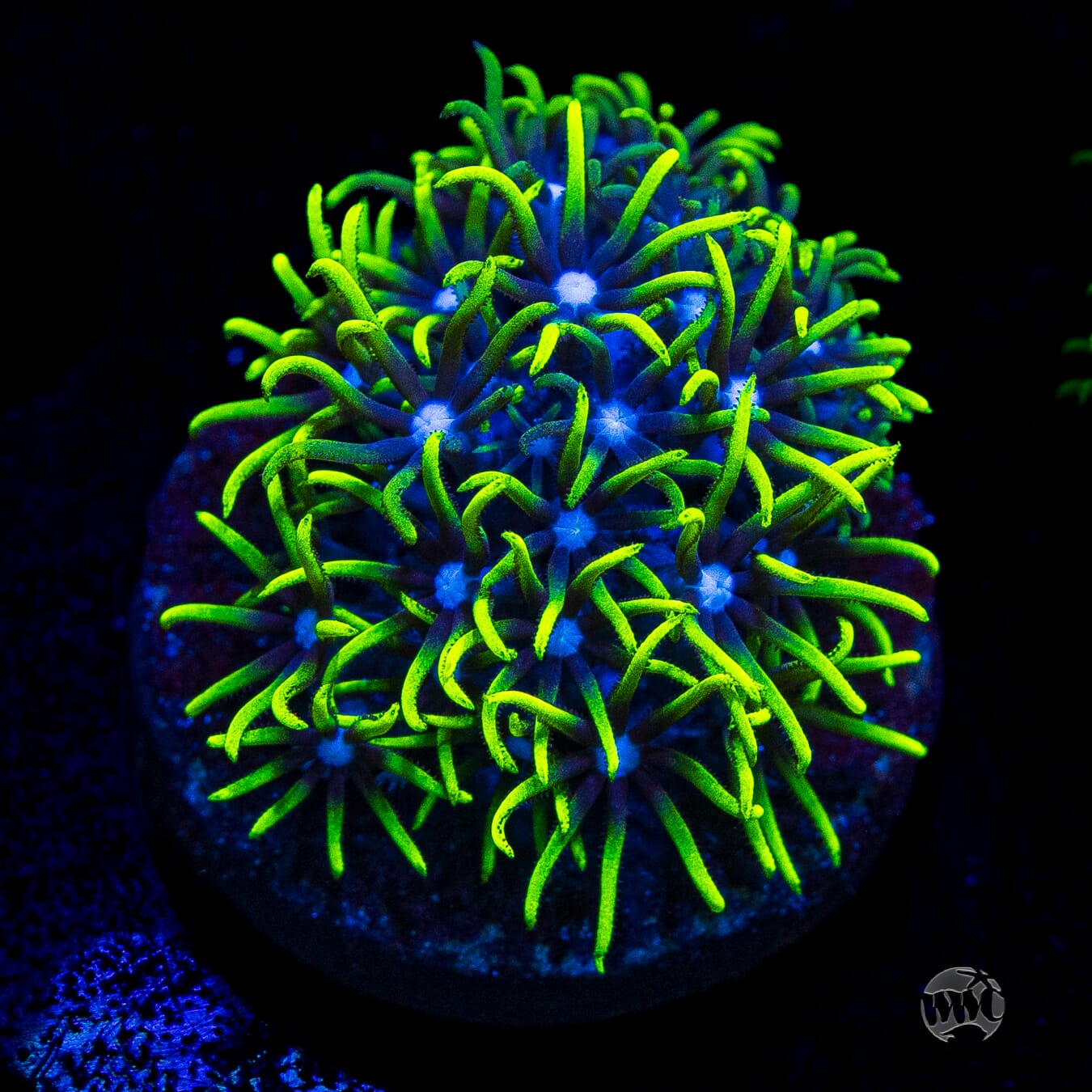 Neon Green Star Polyps