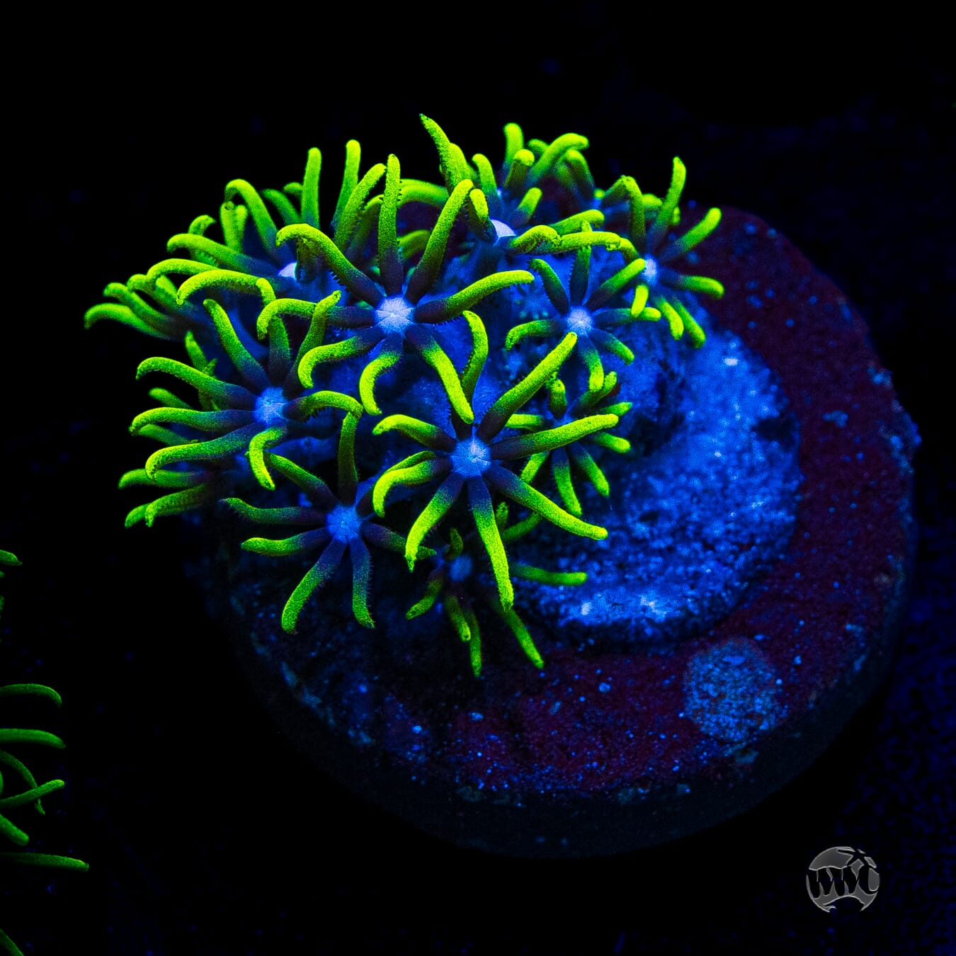 Neon Green Star Polyps