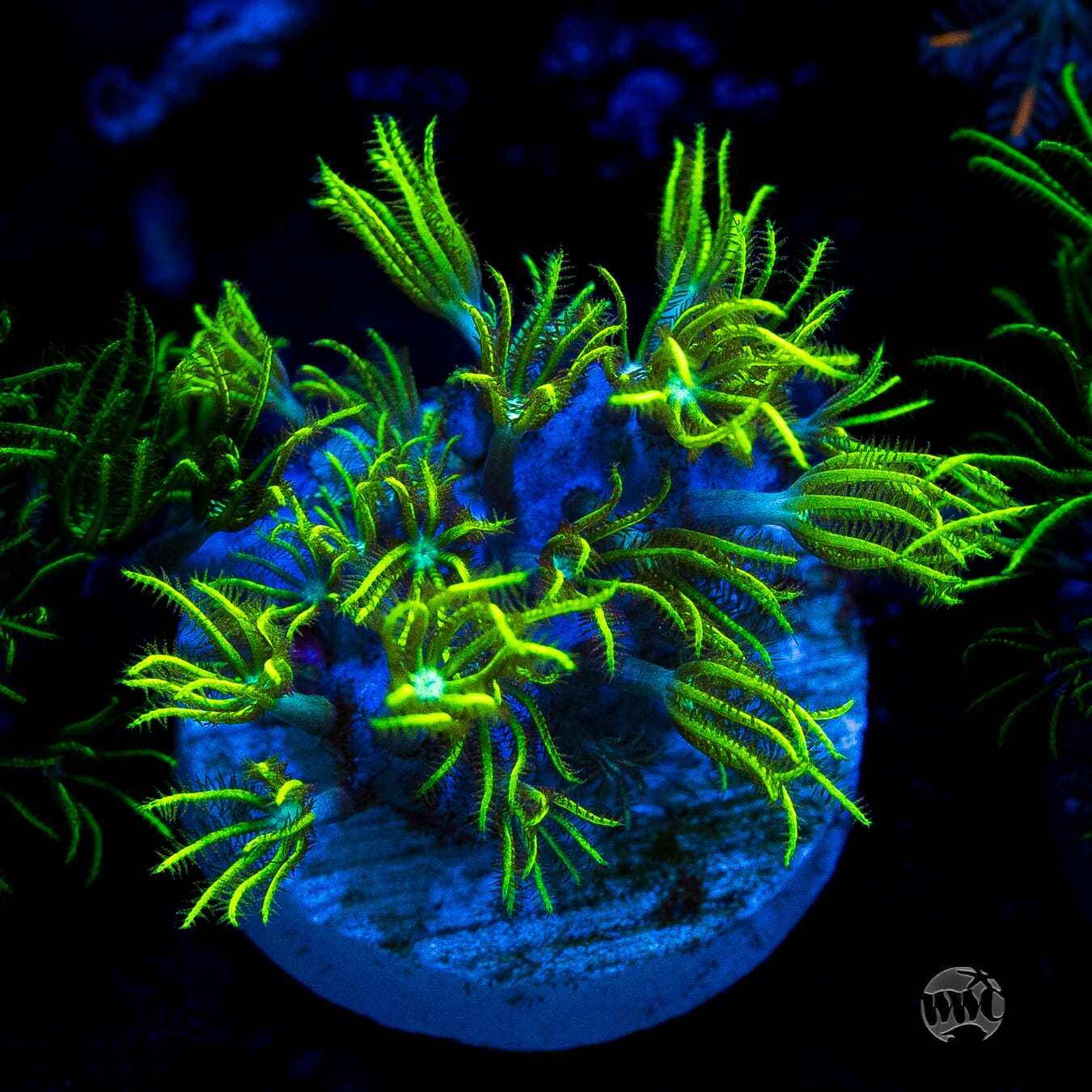 WWC Sizzling Star Polyps