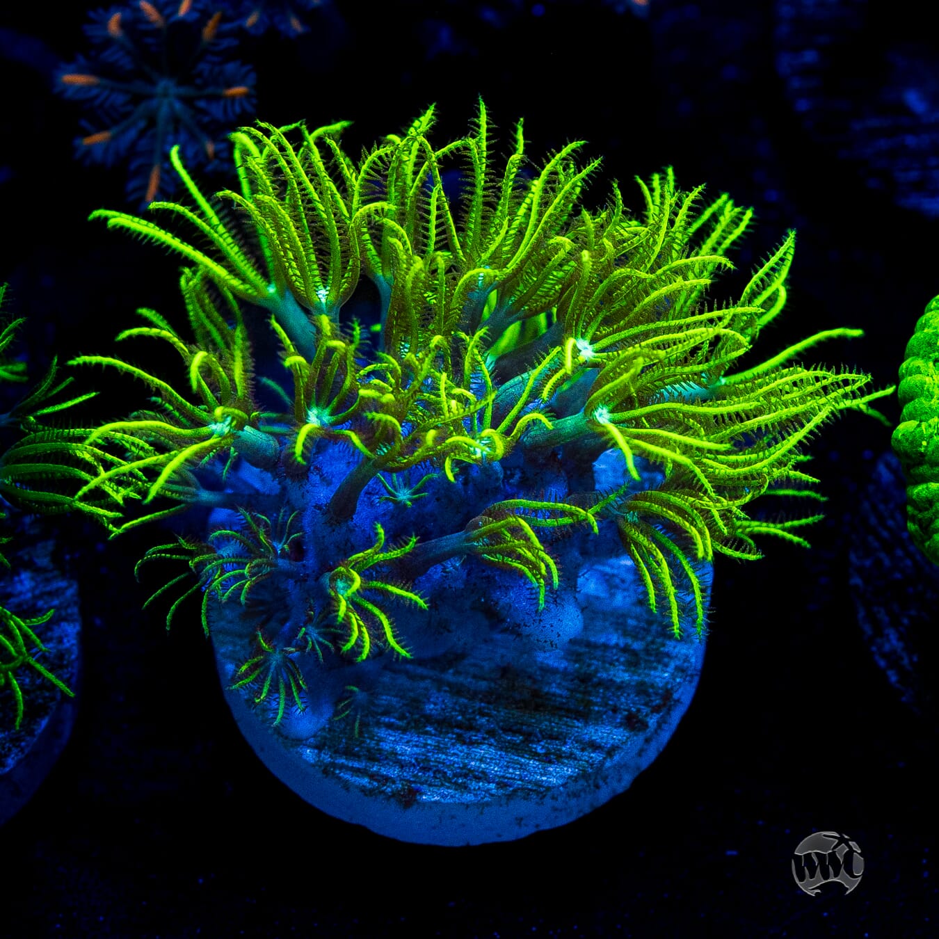 WWC Sizzling Star Polyps