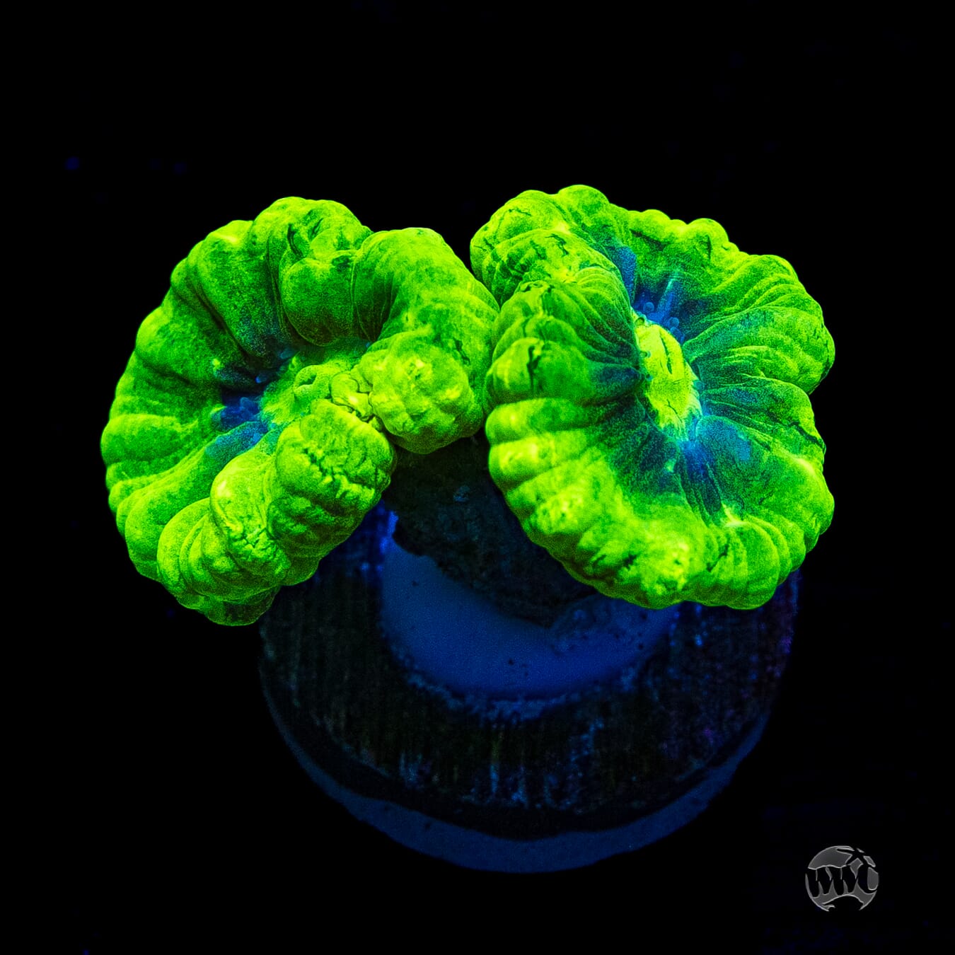 Kryptonite Candy Canes