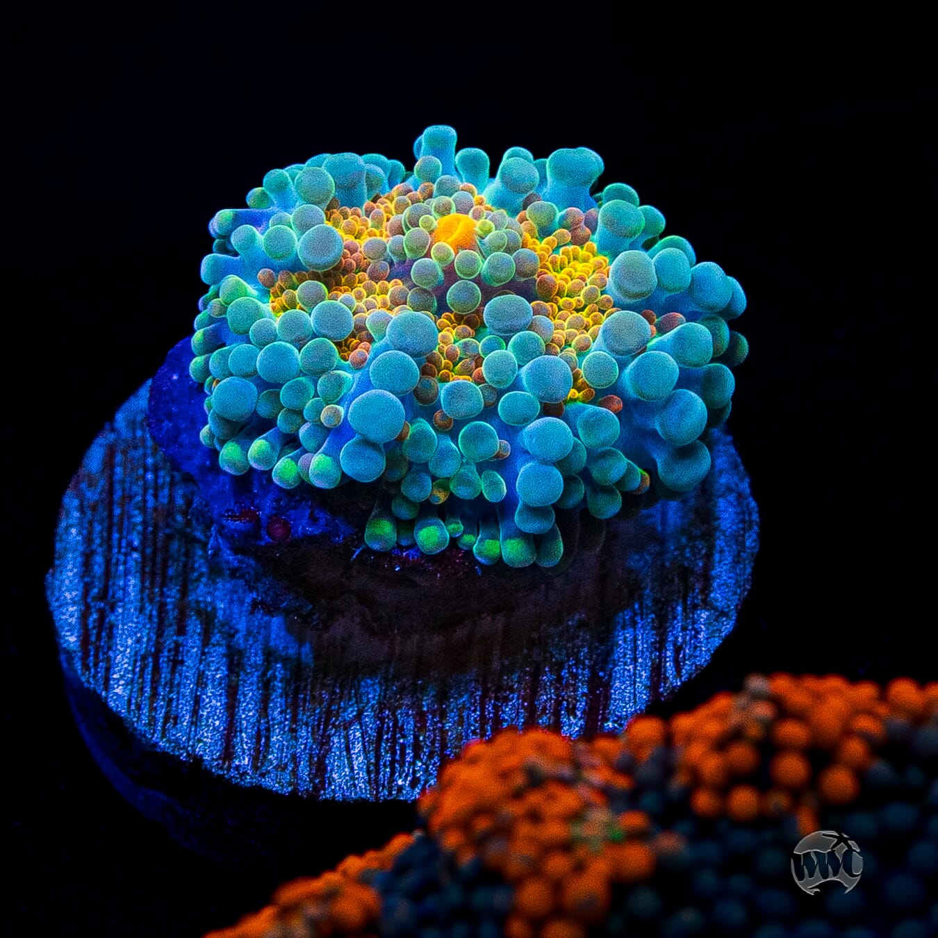 Tropical Sunrise Yuma Mushroom