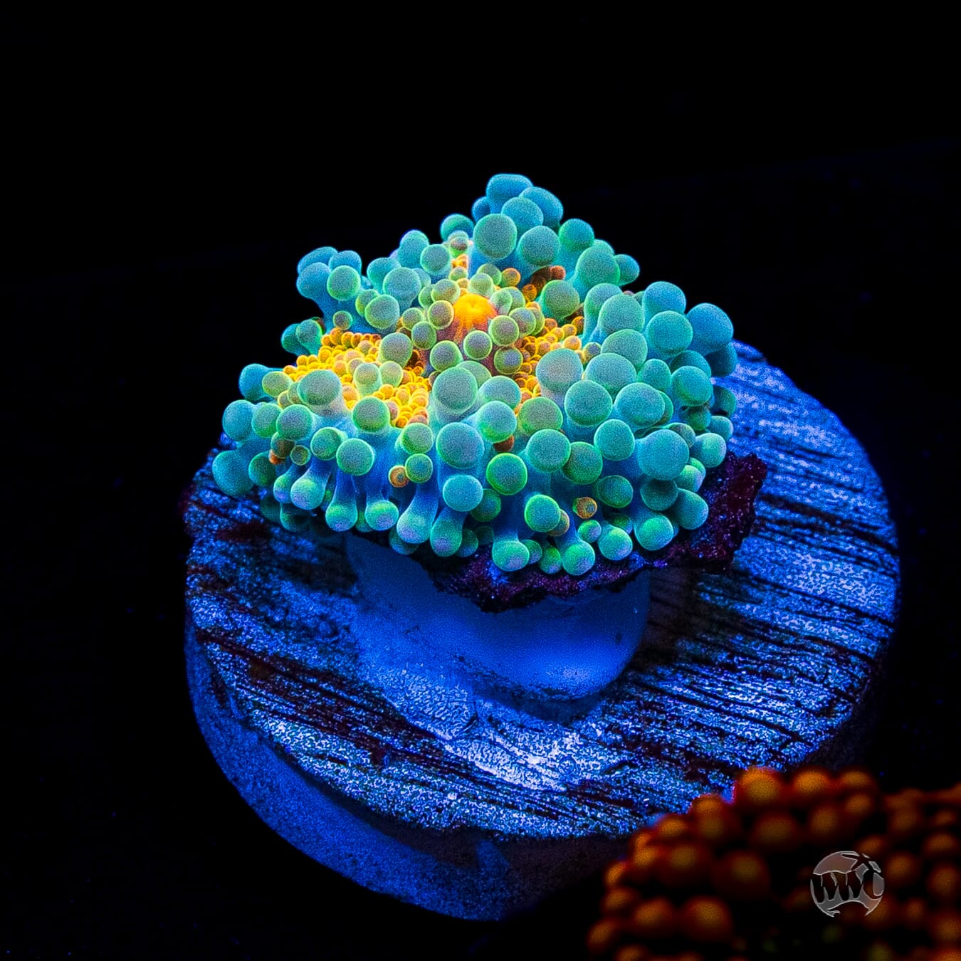 Tropical Sunrise Yuma Mushroom