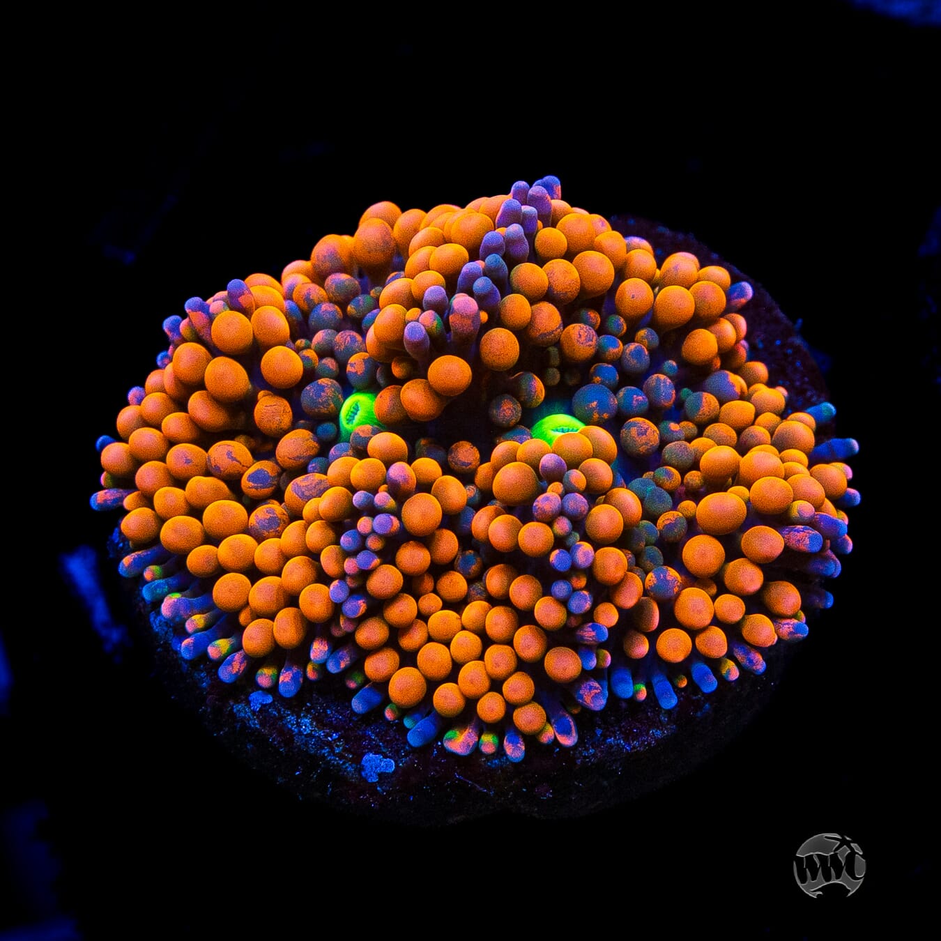 Citrus Cooler Ricordea Mushroom