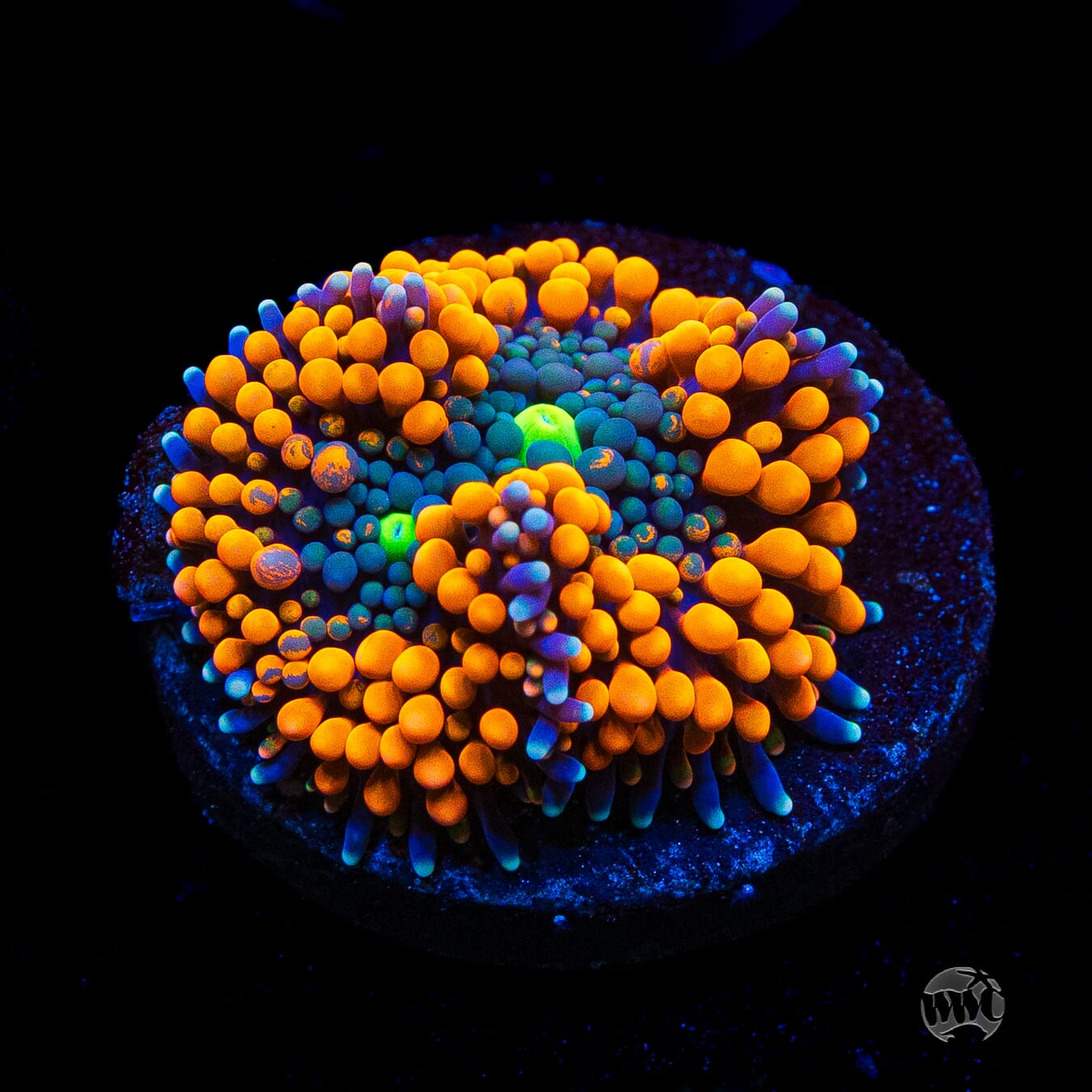 Citrus Cooler Ricordea Mushroom