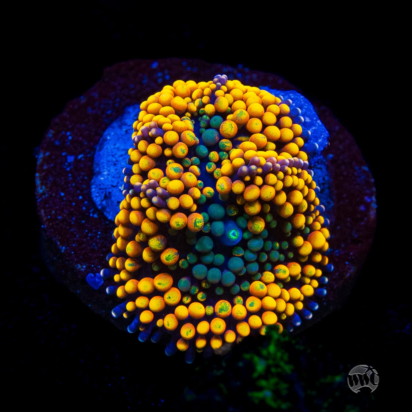 Fresh Squeezed Ricordea Mushroom