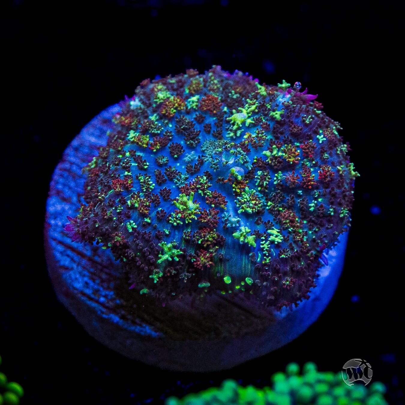 Fuzzy Wuzzy Carpet Rhodactis Mushroom