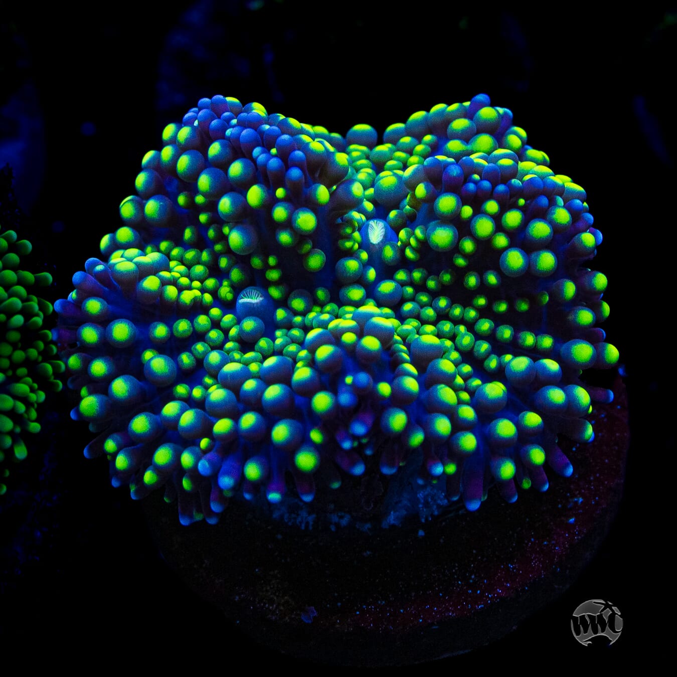 Nuclear Neon Ricordea Mushroom