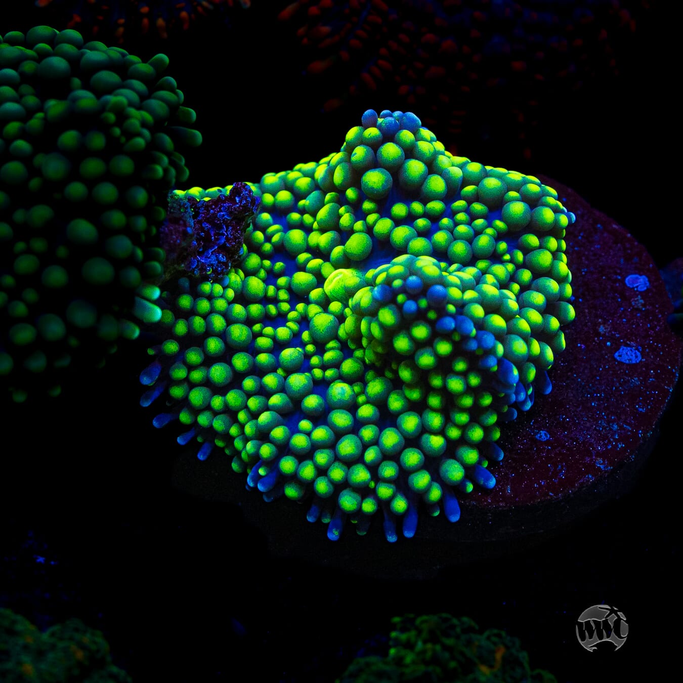 Nuclear Neon Ricordea Mushroom