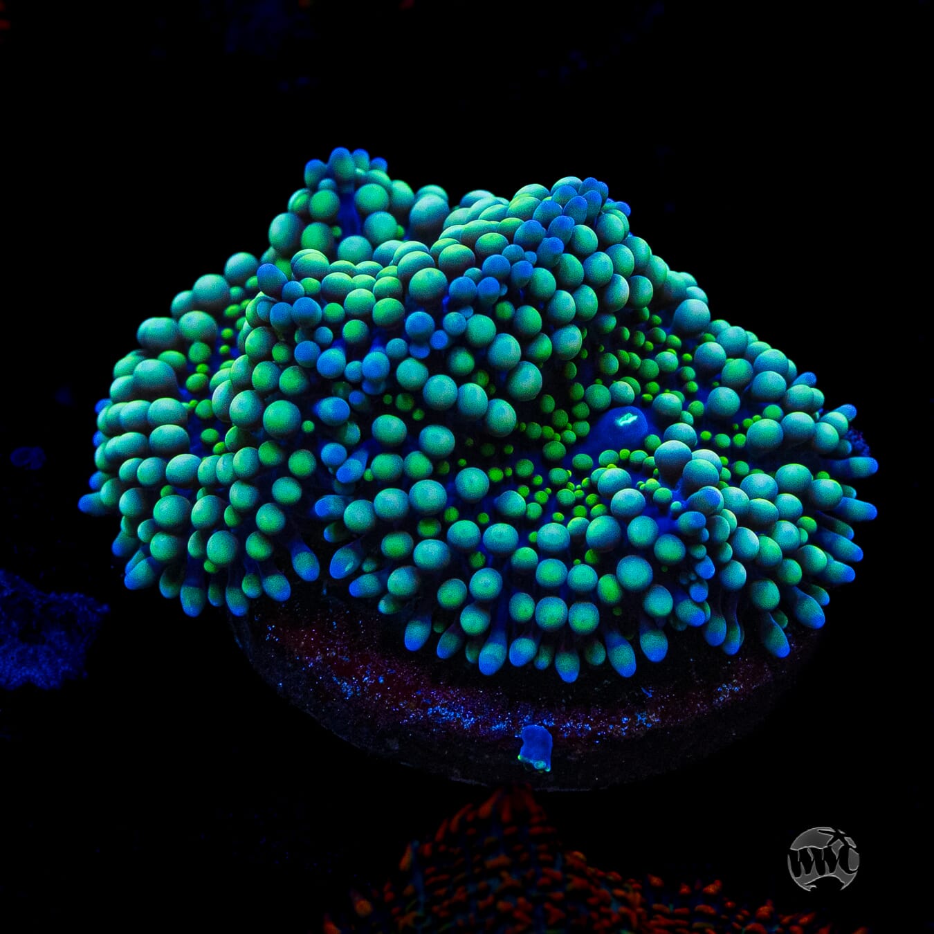 Minty Ricordea Mushroom