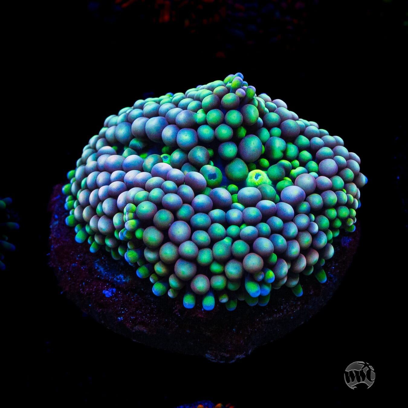Chilly Willy Ricordea Mushroom