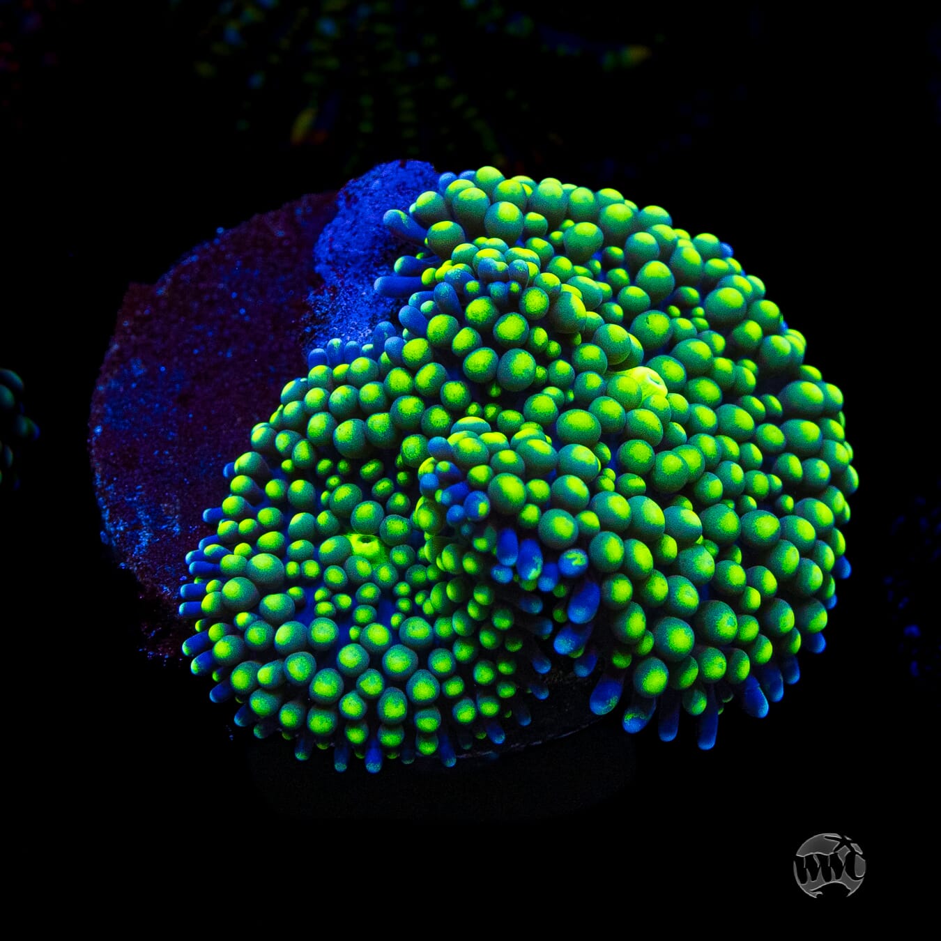 Nuclear Neon Ricordea Mushroom