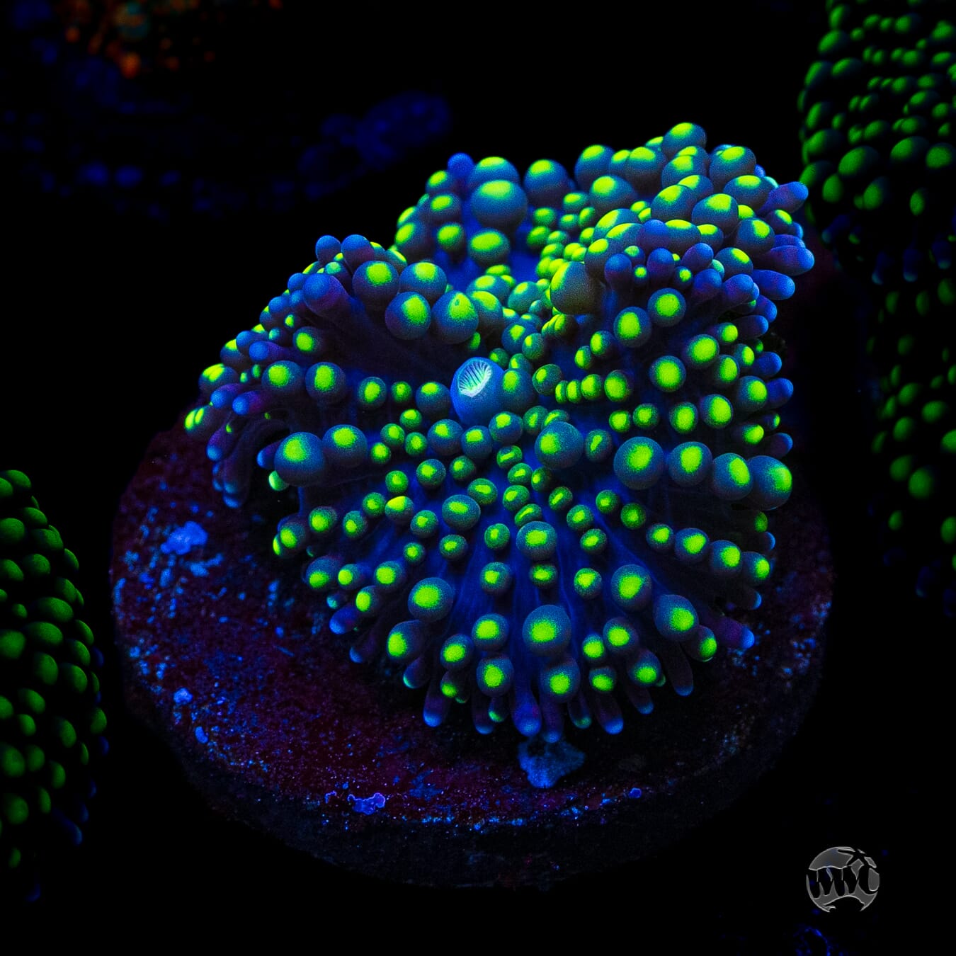 Nuclear Neon Ricordea Mushroom