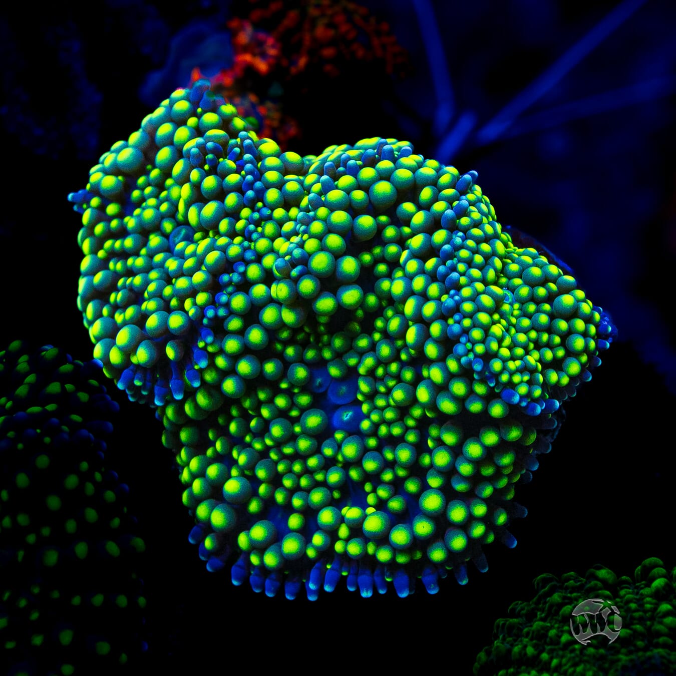 Nuclear Neon Ricordea Mushroom